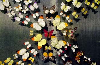 Even more butterfly display cases