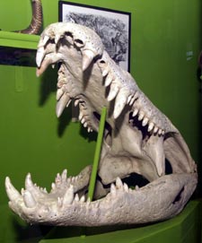 Crocodile skull