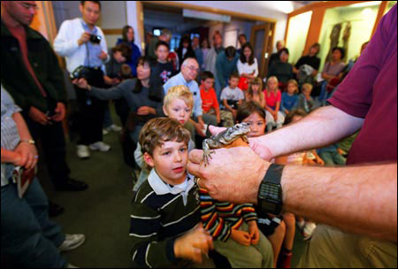 Chuckwalla lizard and fascinated
