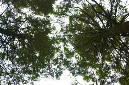 hemlocks from