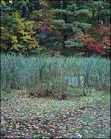 marsh