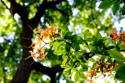 Dewy: Blossoms stretch for the honeyed light at the Arnold Arboretum.