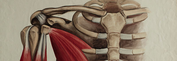 Musculoskeletal Anatomy