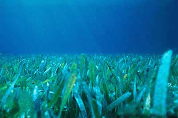 seagrass