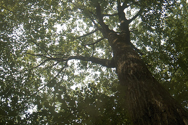 A webcam of the Witness Tree records a picture every 30 minutes as part of Phenocam.