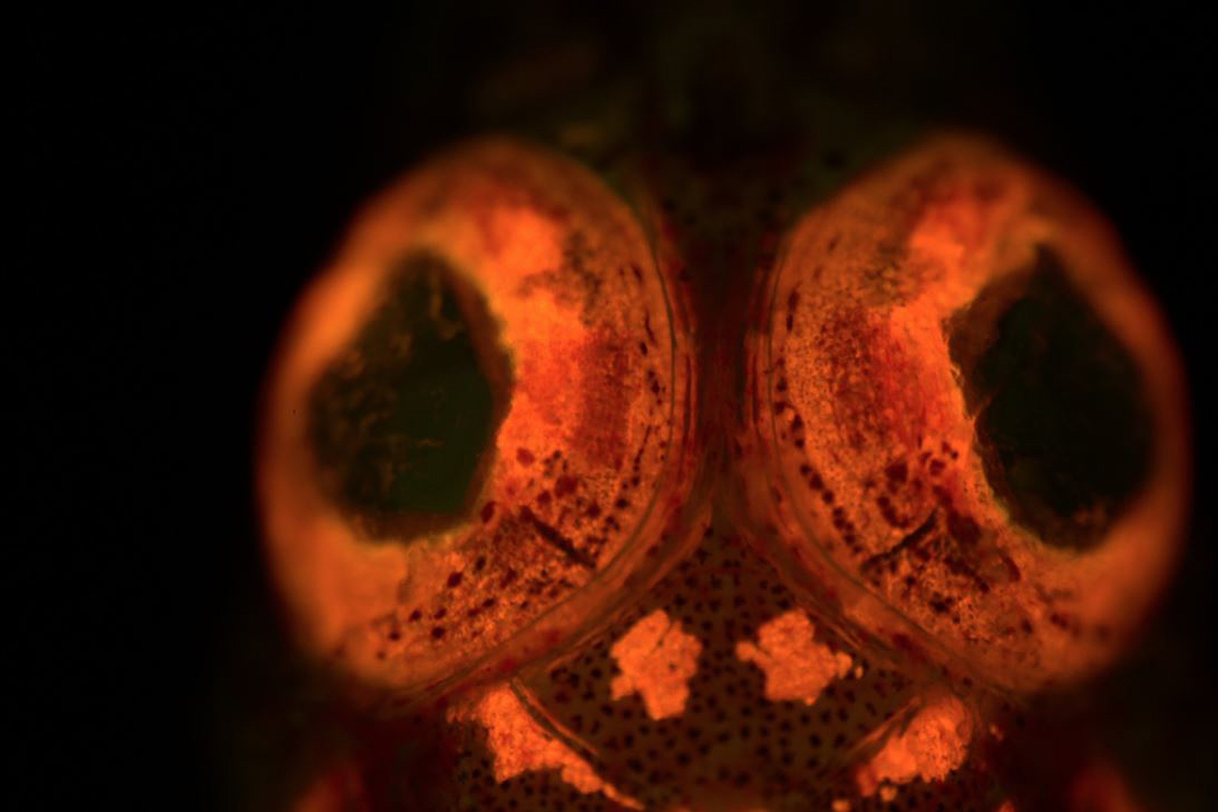 Closeup of a triplefin blenny.