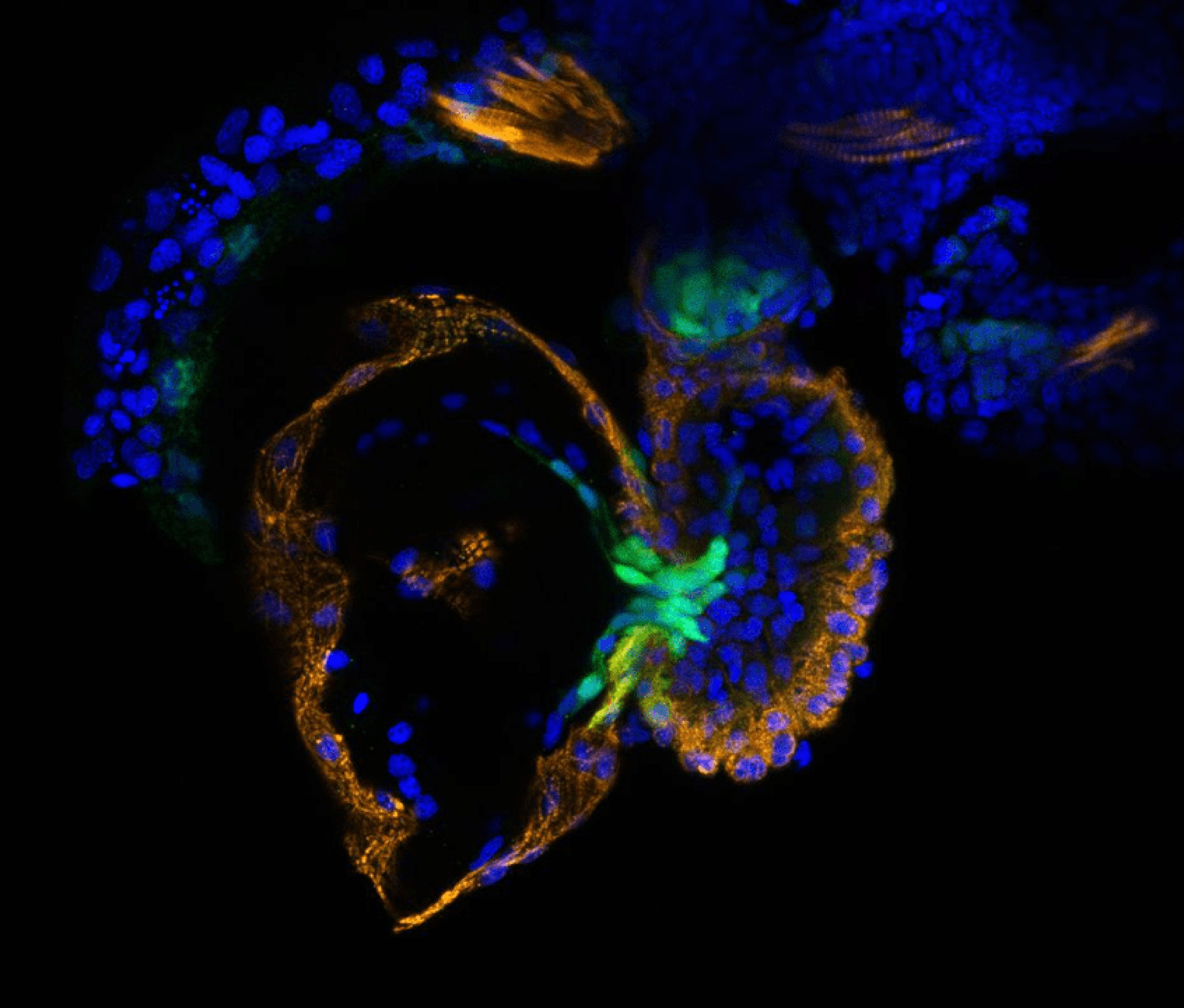 Zebrafish heart.