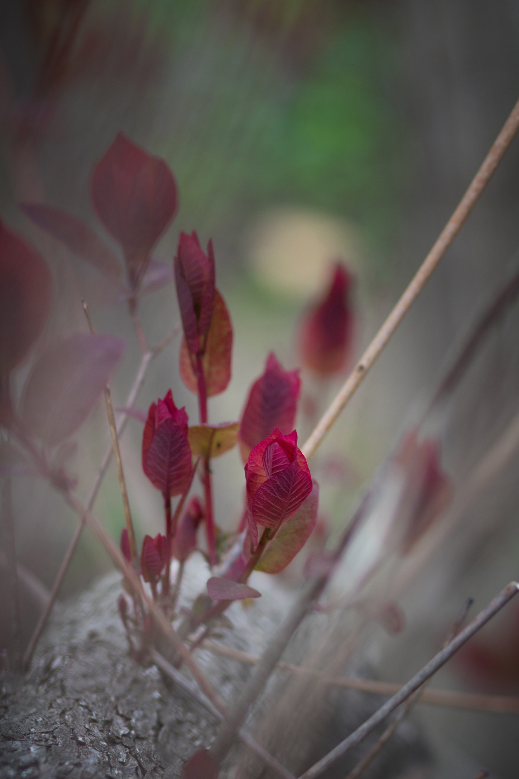 Close-up of red leaves on tree branch.