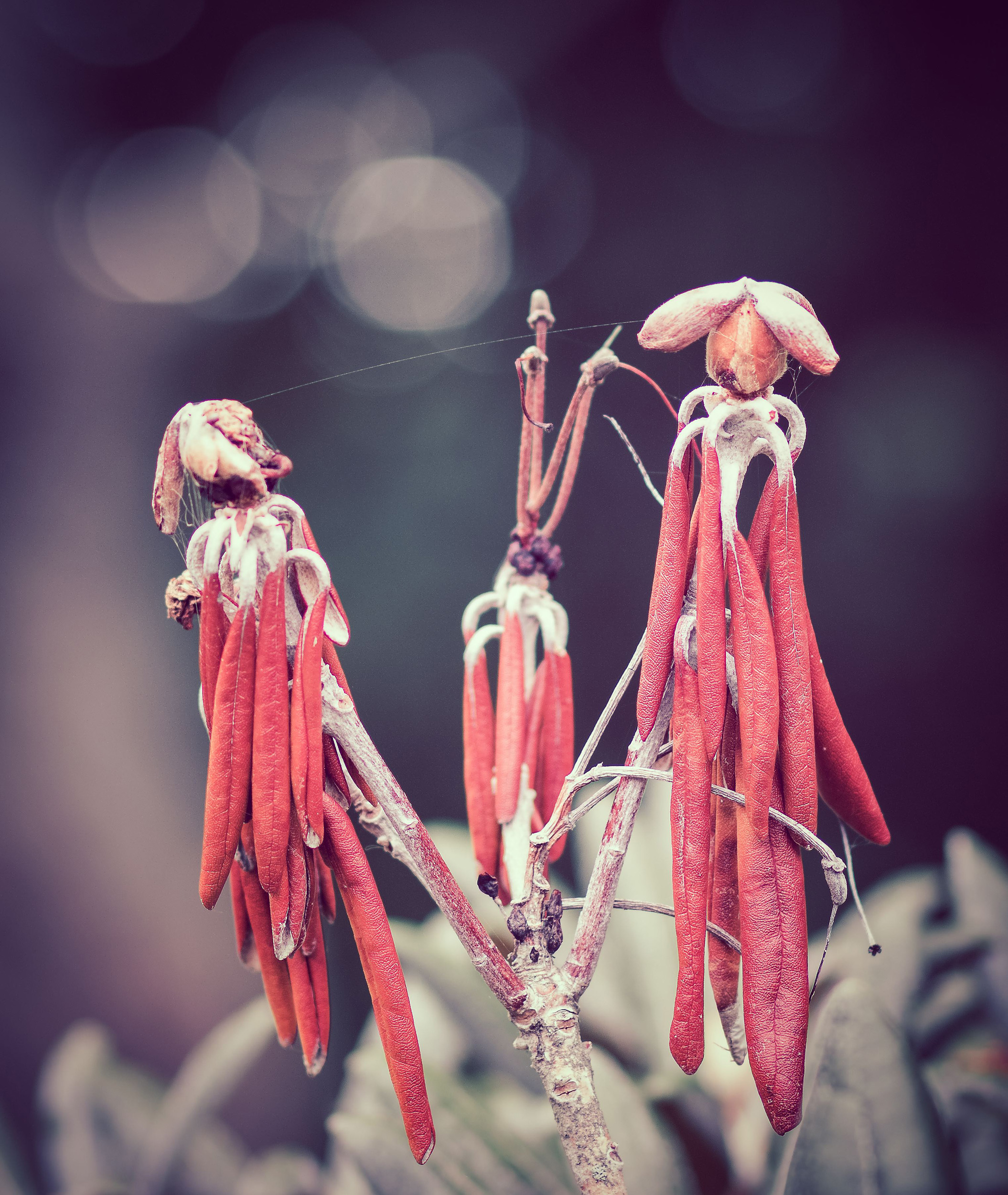 Catkins.