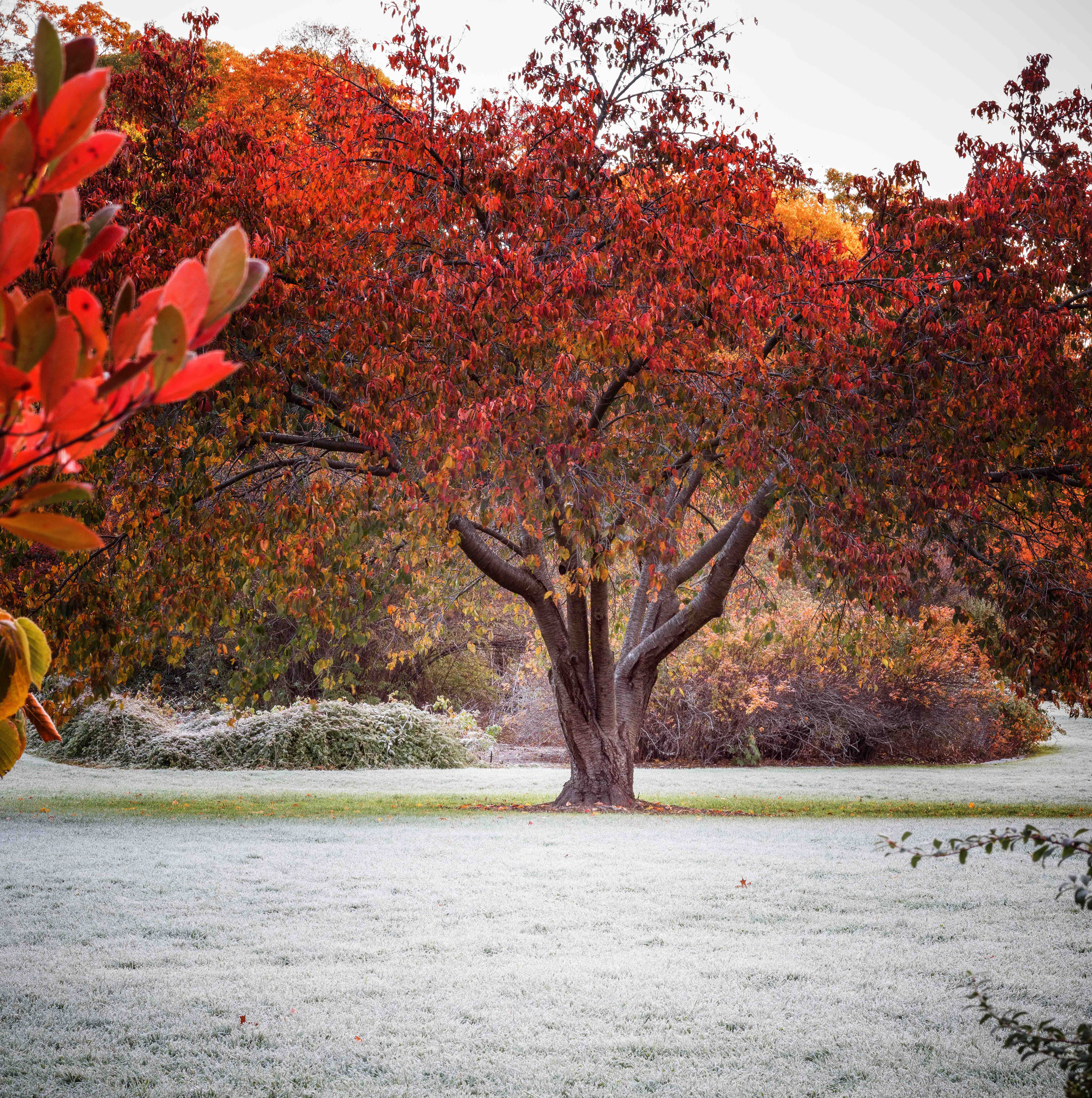 Bright red foliage.