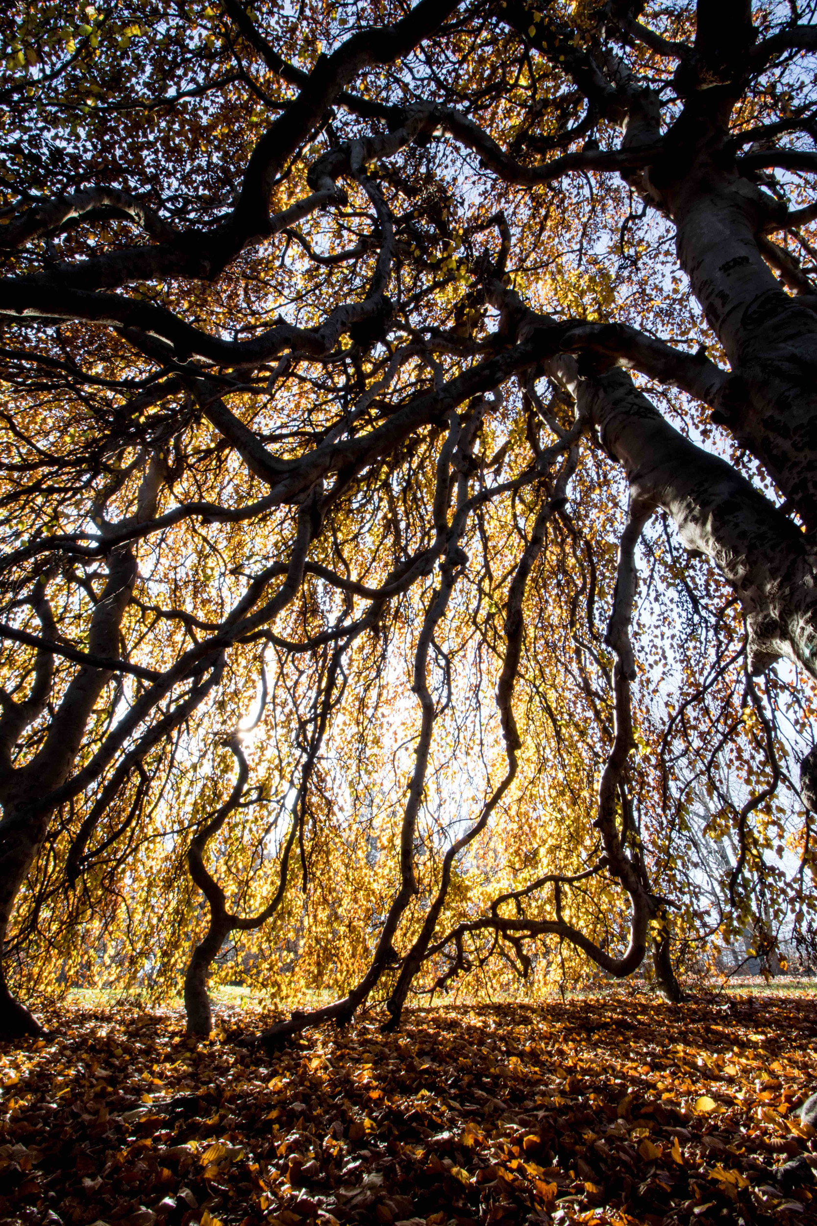 Weeping tree at sunset.