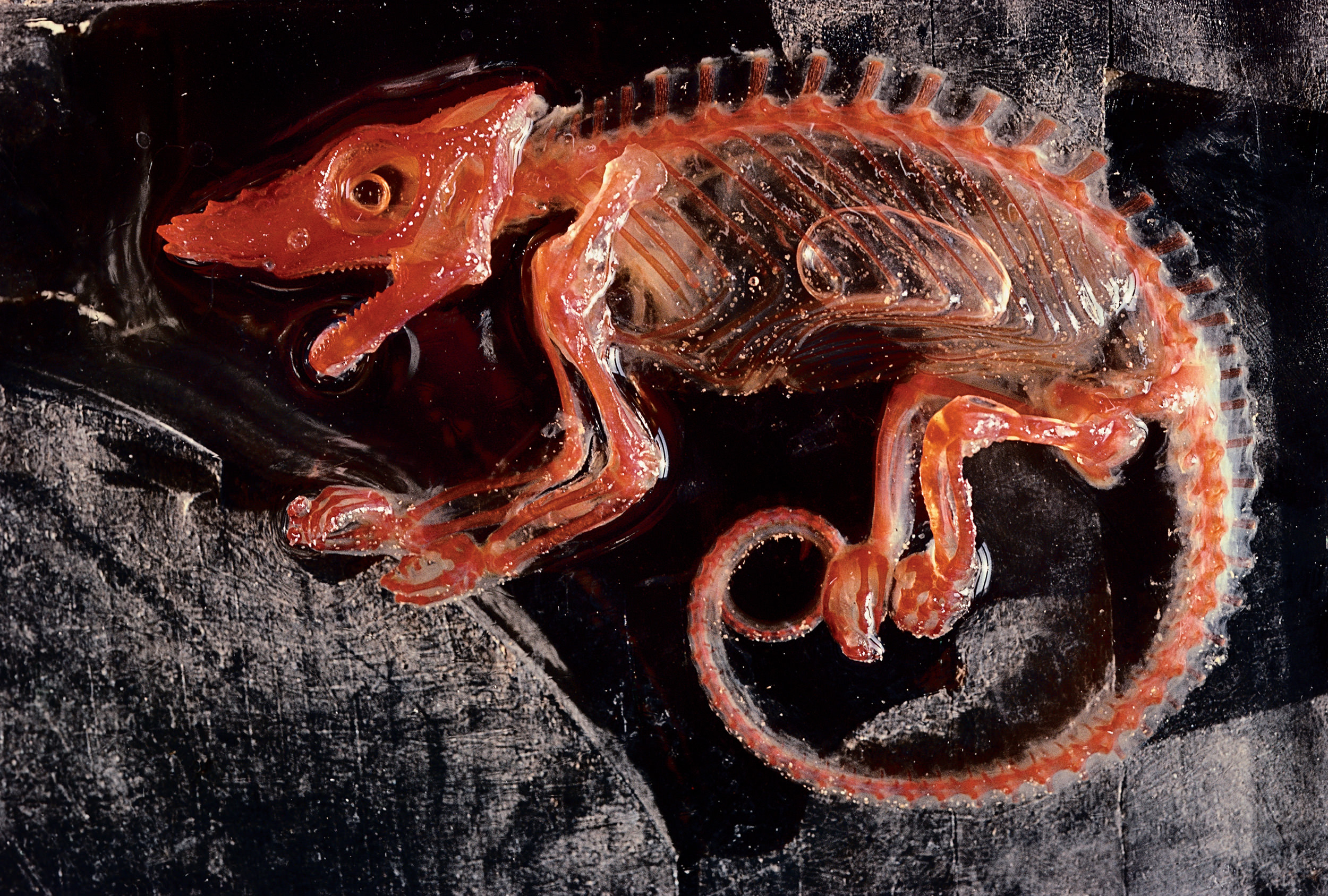 Preserved chameleon with translucent skin.