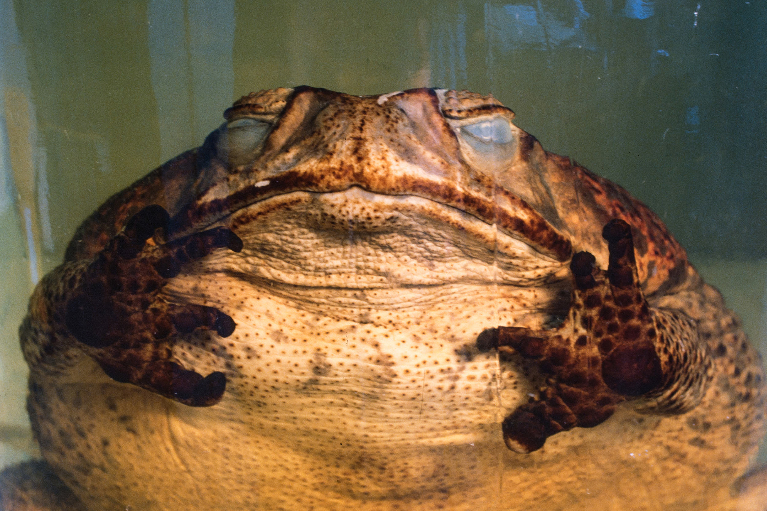 Cane toad in jar.