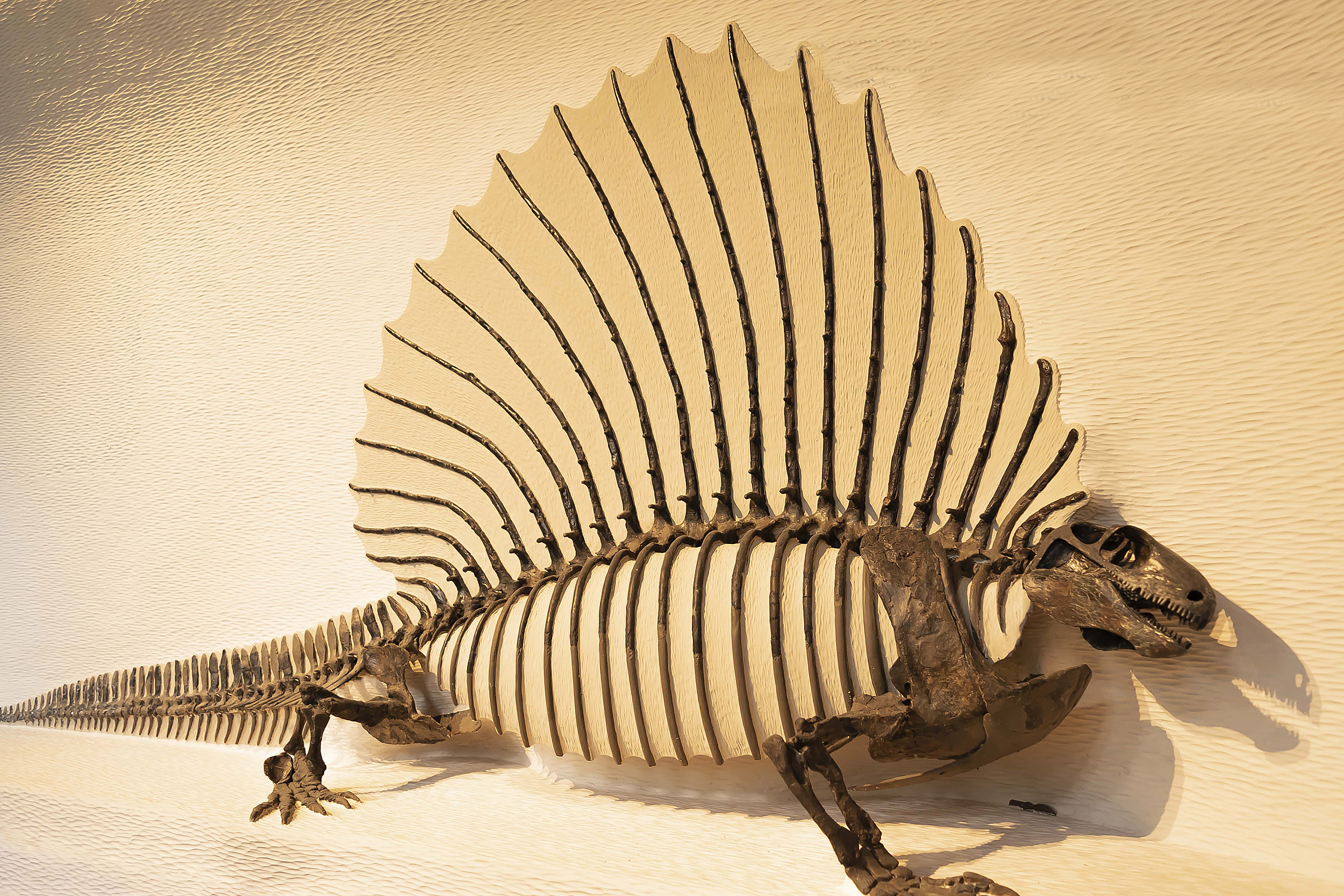 Edaphosaurus