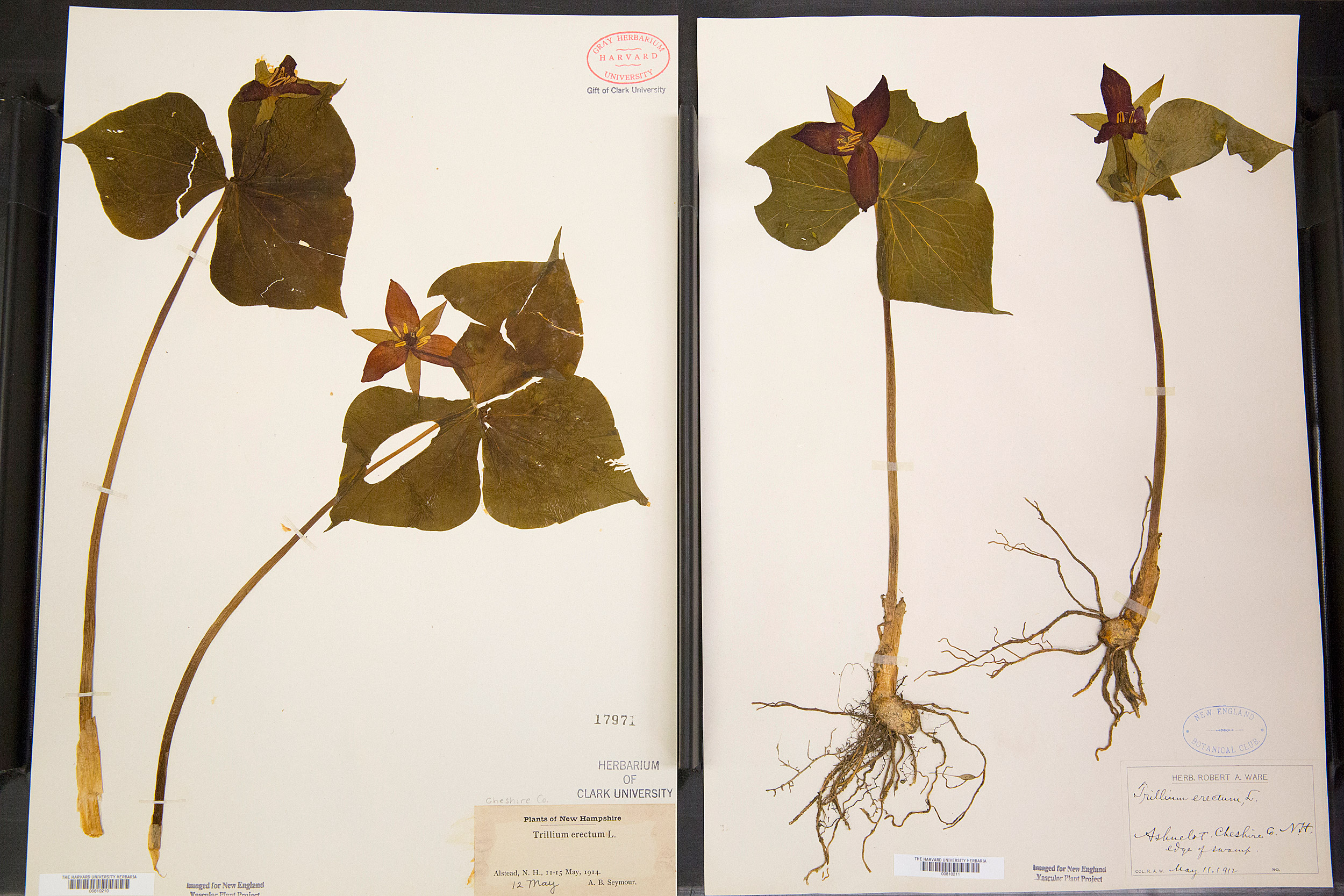 Trillium specimens of Henry David Thoreau, from New Hampshire.