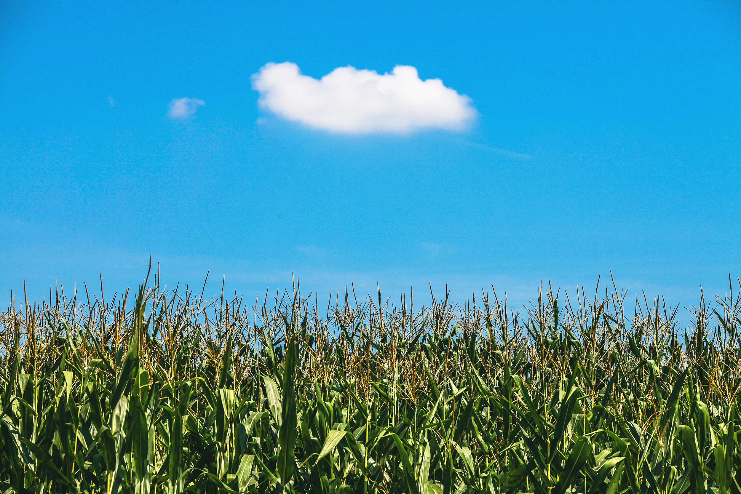 Cornfield and cloud