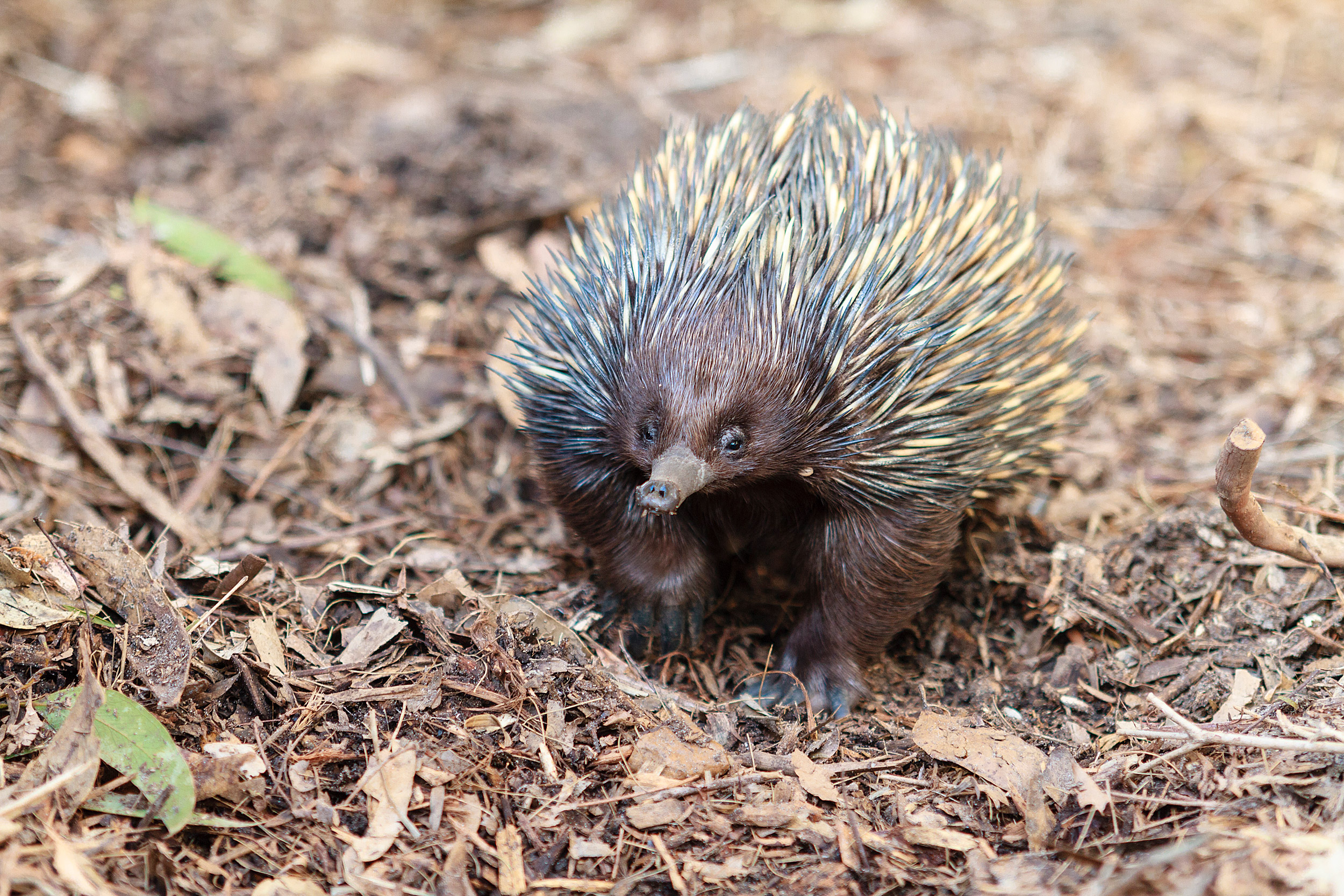 Echidna on the prowl.