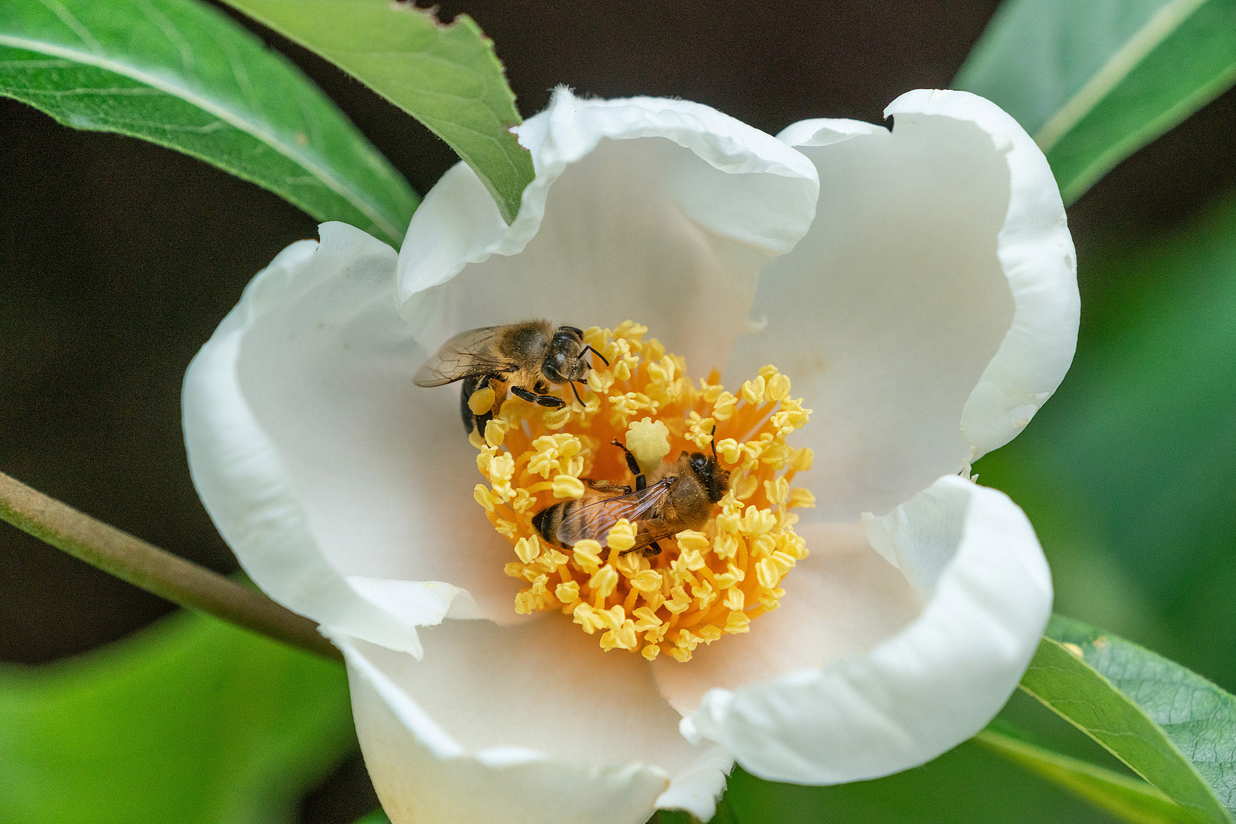 Bees at work on a flower.