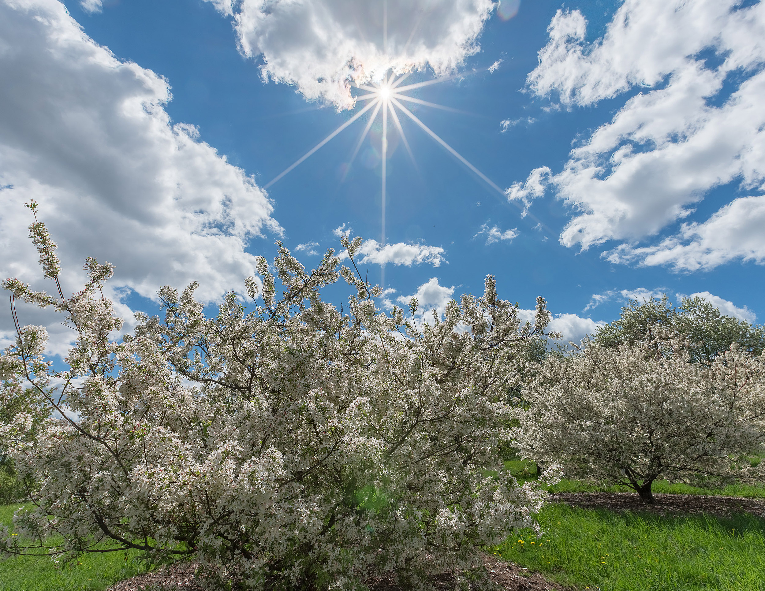 Crabapples in bloom.