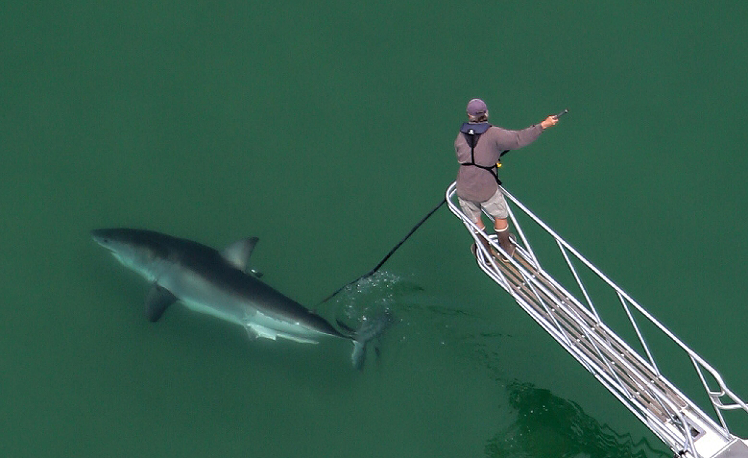 Greg Skomal tags a great white shark in the waters off Cape Cod.