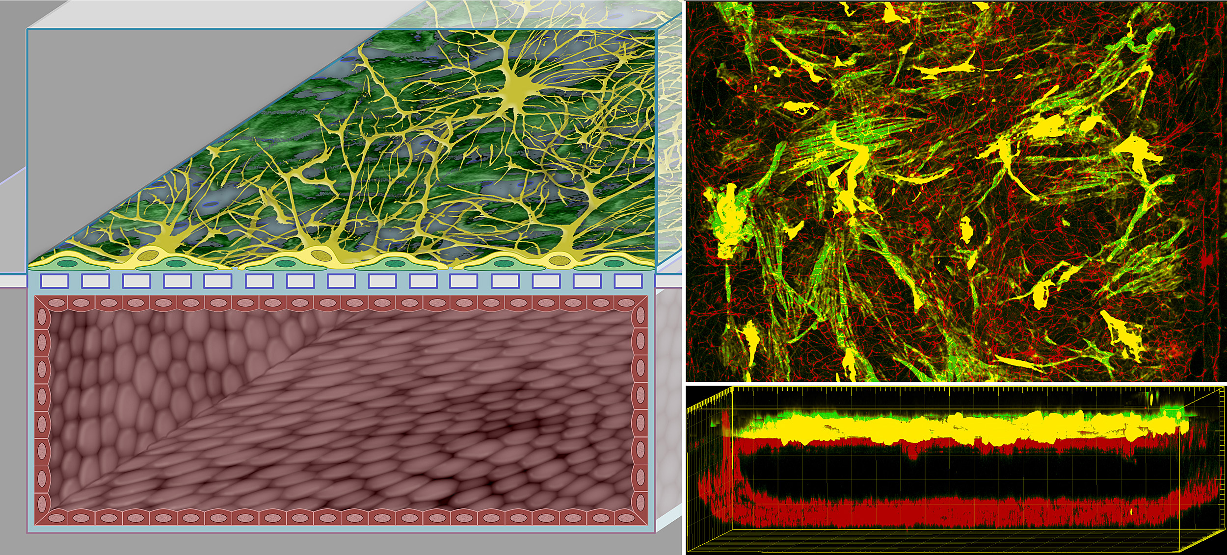 Close up image of the blood brain barrier process