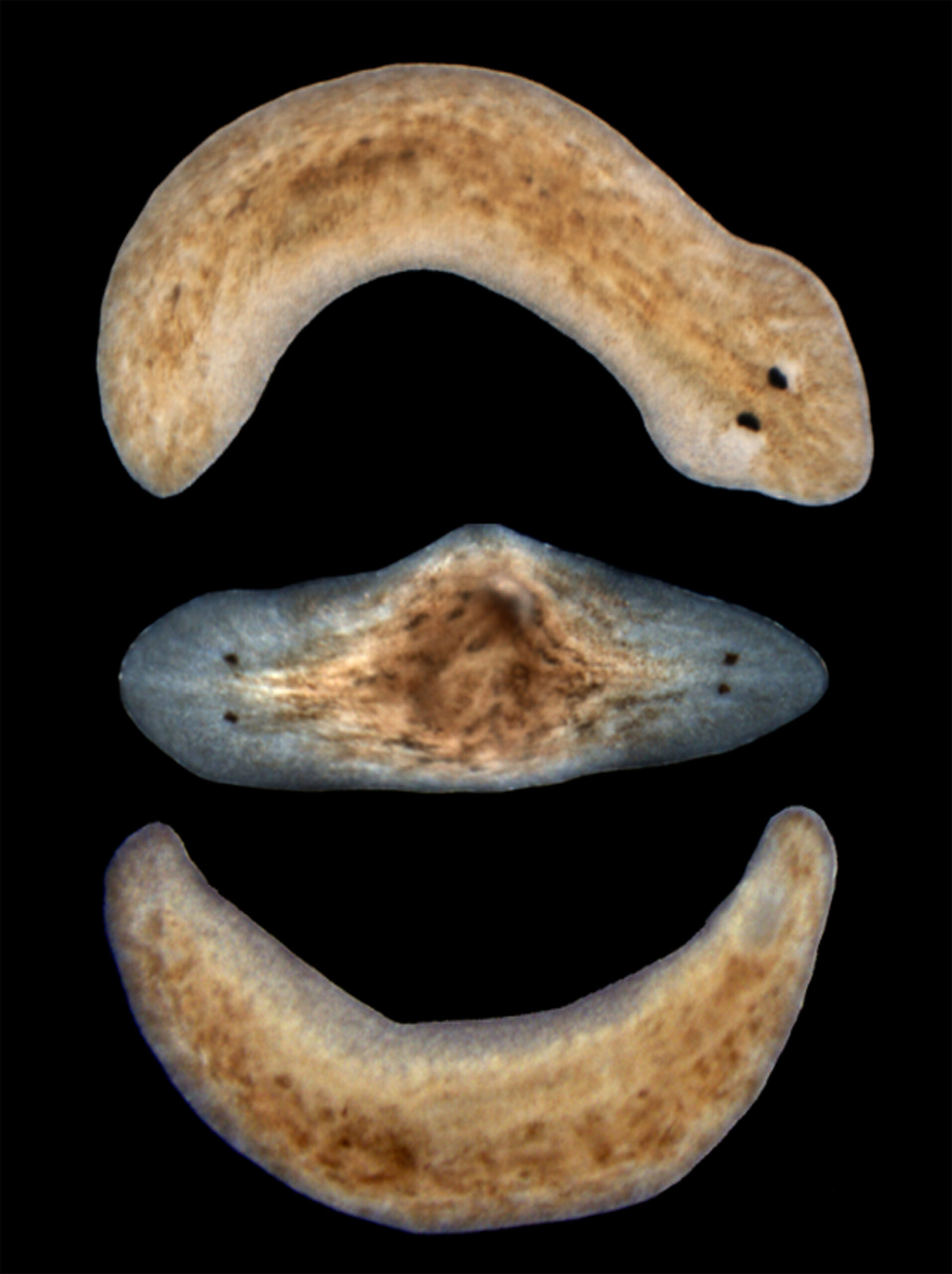 Planaria flatworms