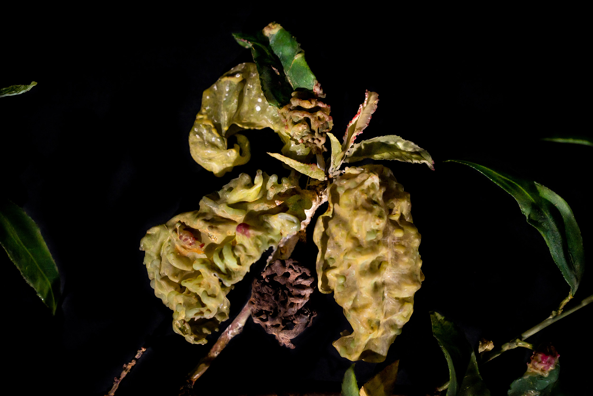 Glass fruit decaying peach