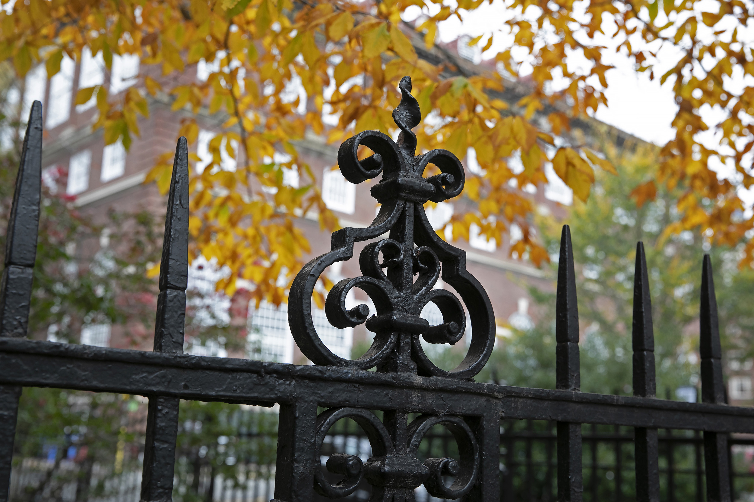 Yellow leaves overhang a fence with the Malkin Athletic Center in the background.