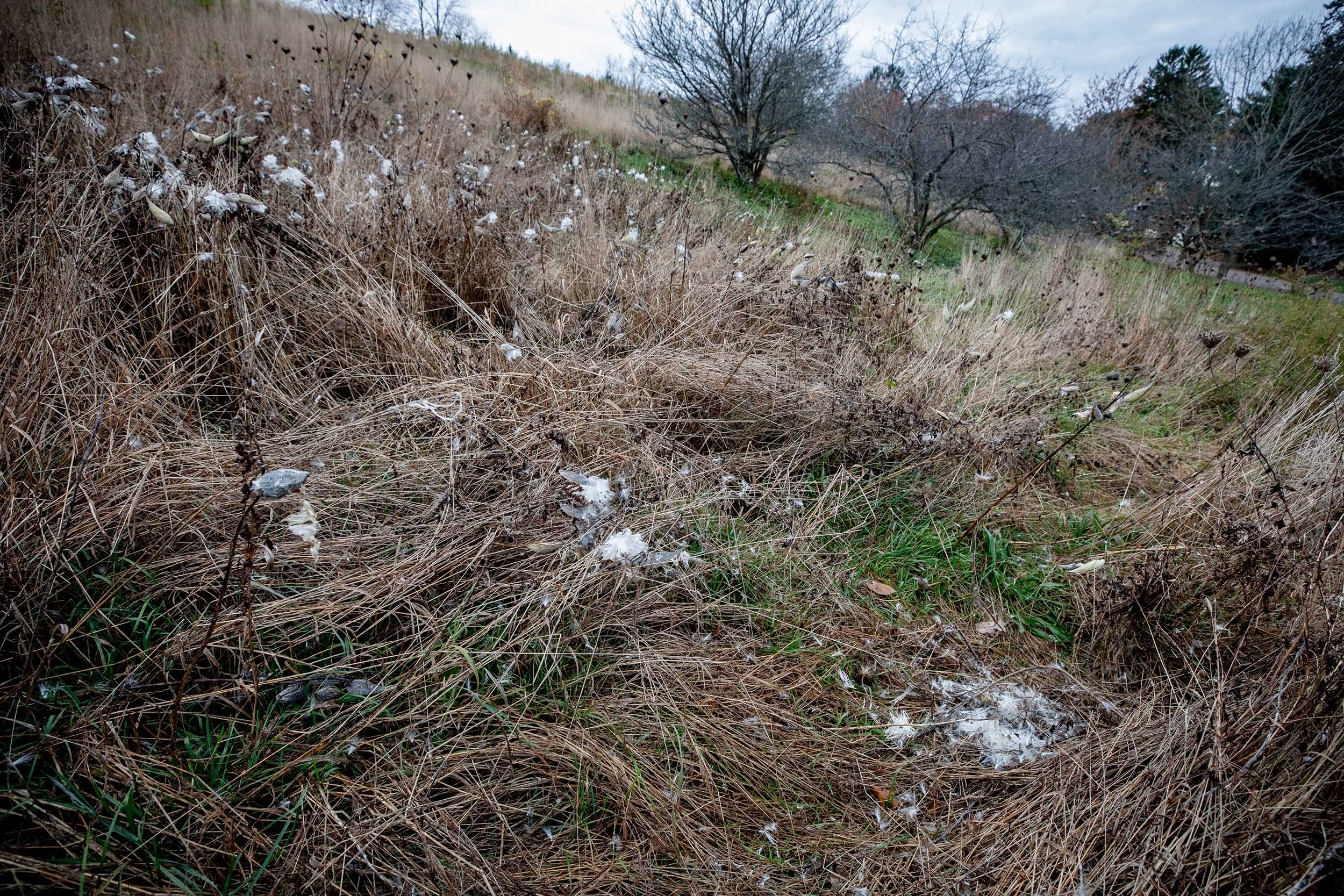 The wind sends milkweed seeds from their pods to the field below.