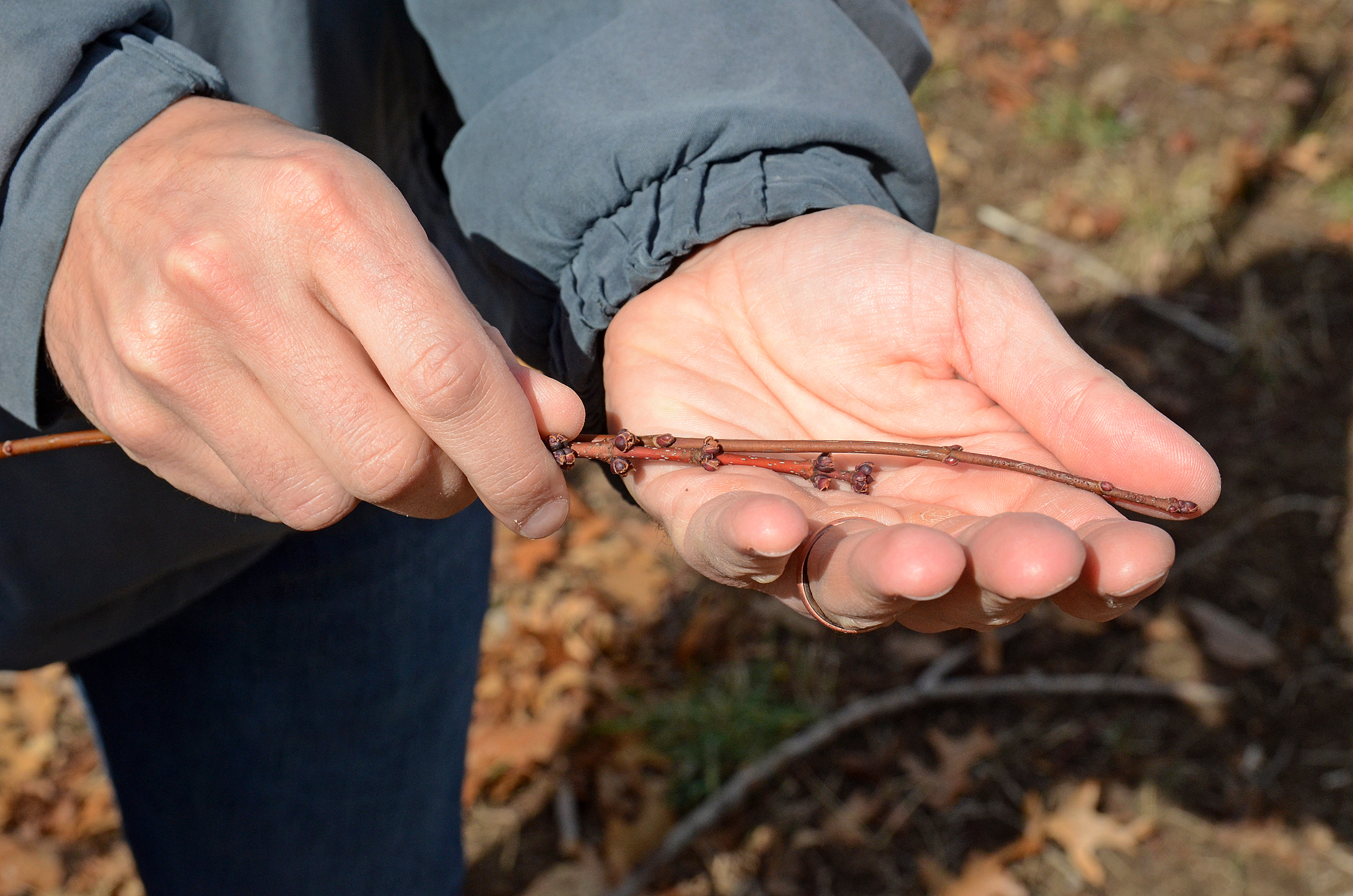 maple twigs just clipped from a red maple tree.