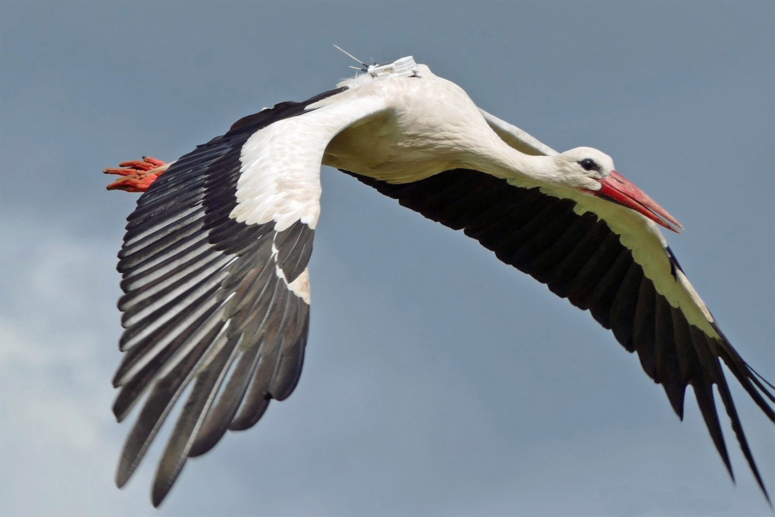 White stork.