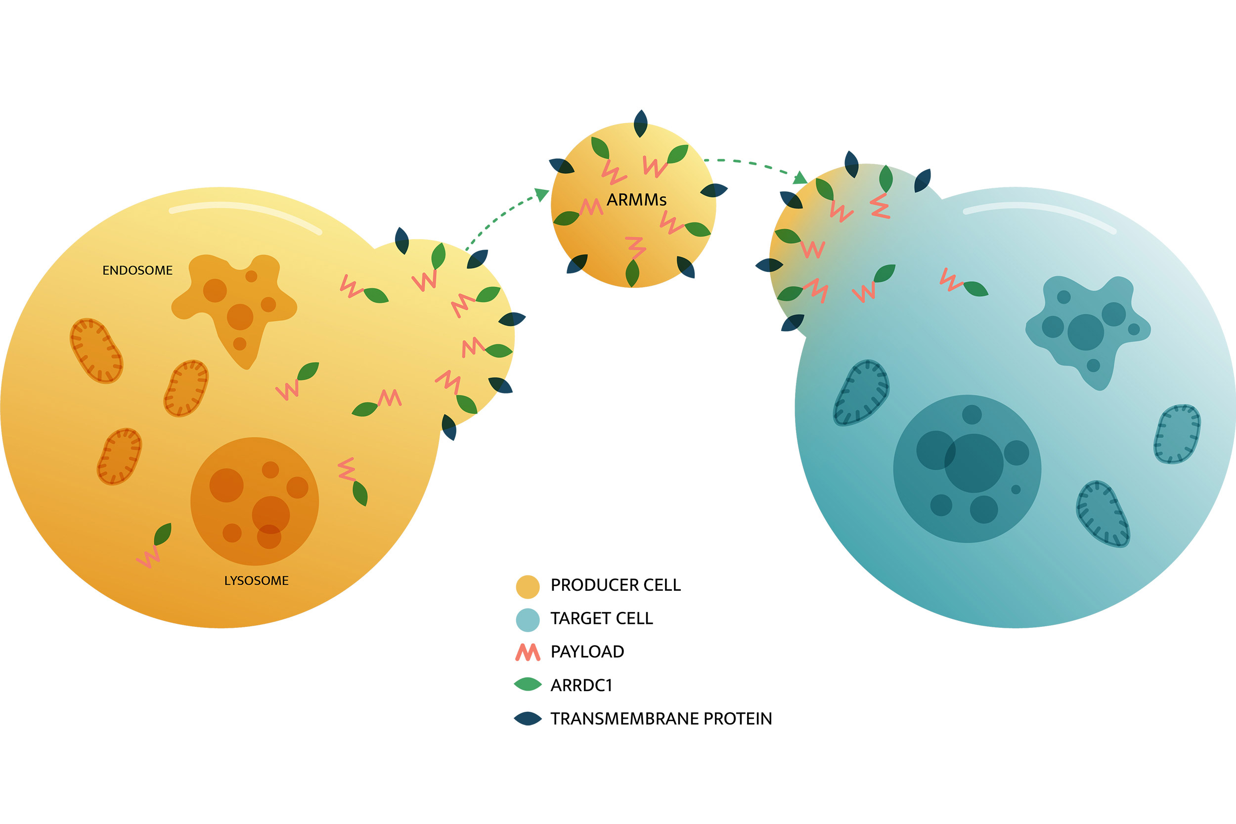 ARRMs graphic showing drug delivery.