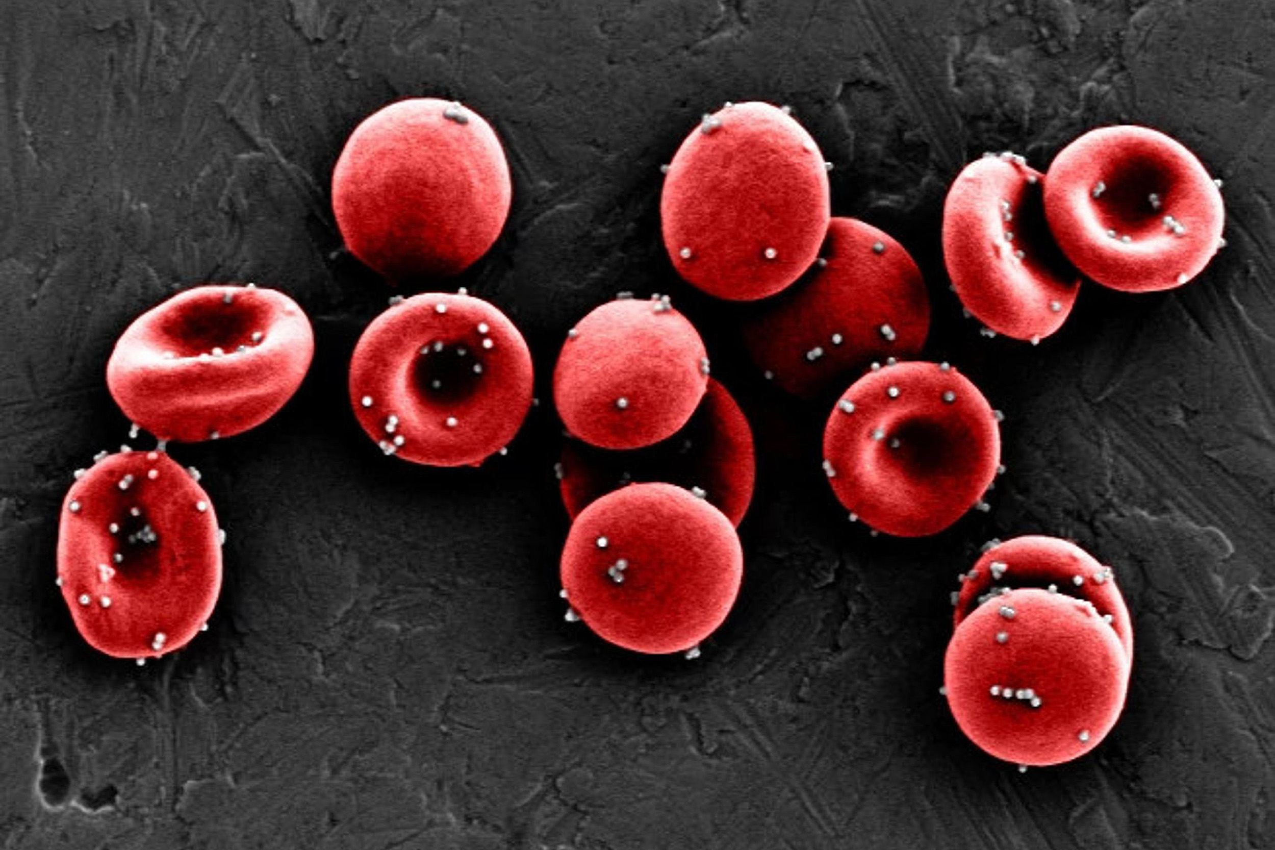 Red blood cells.