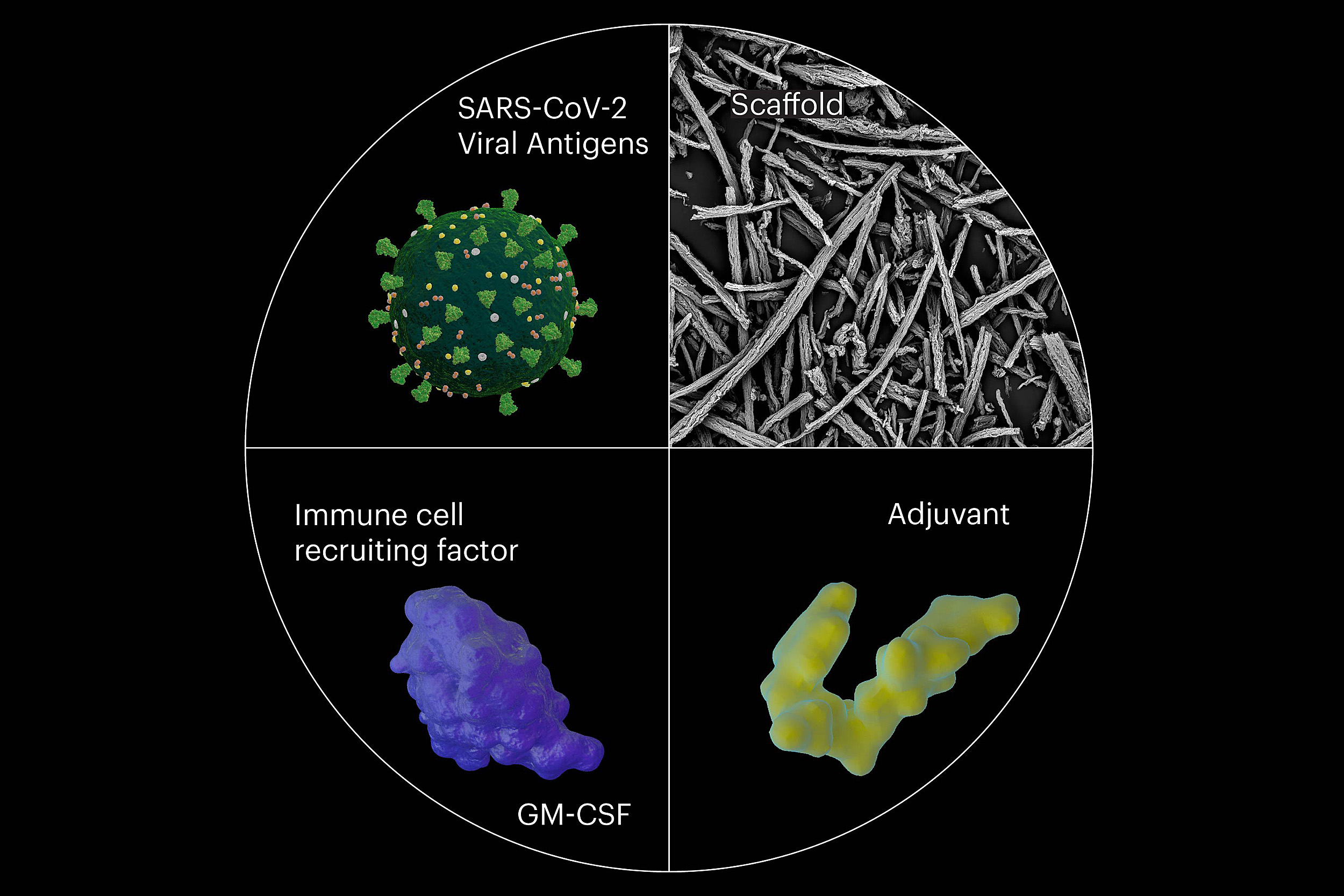 Graphic showing omnivax process.