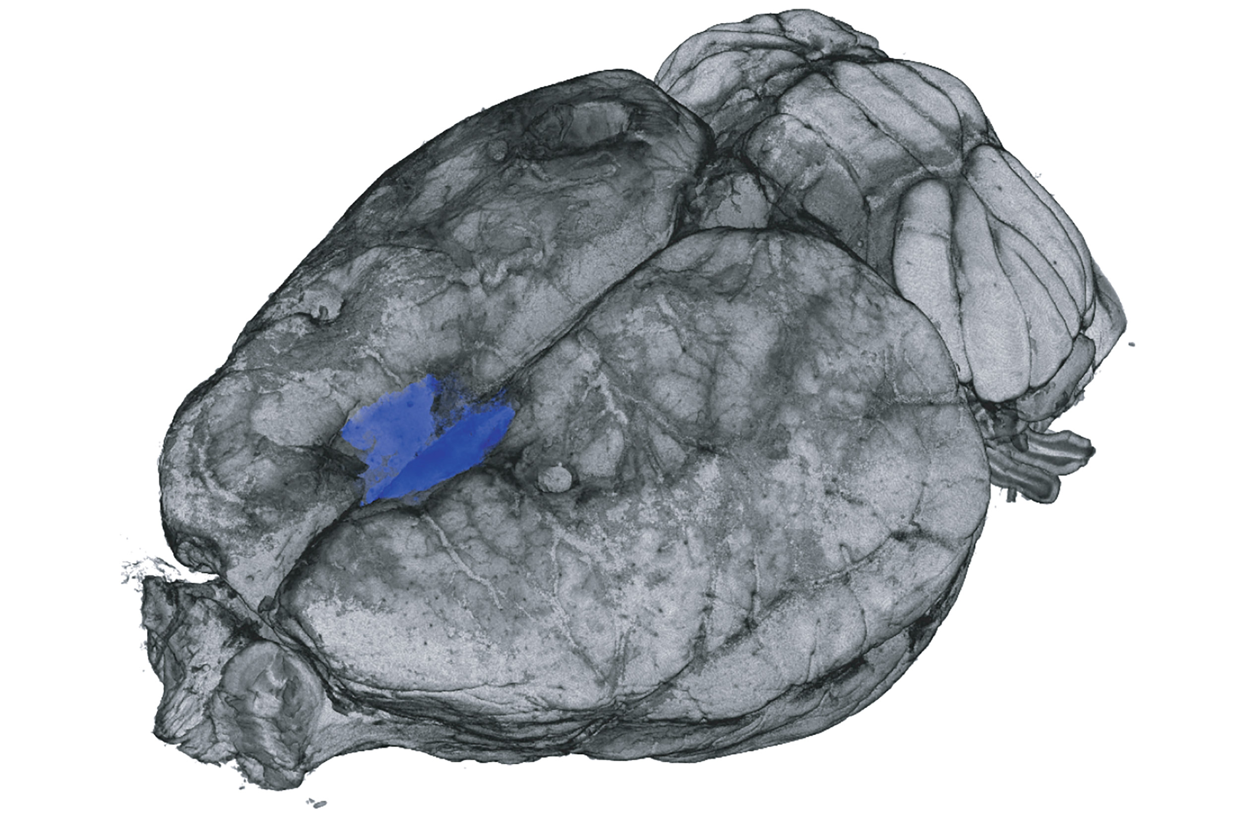 Rat brain scan.