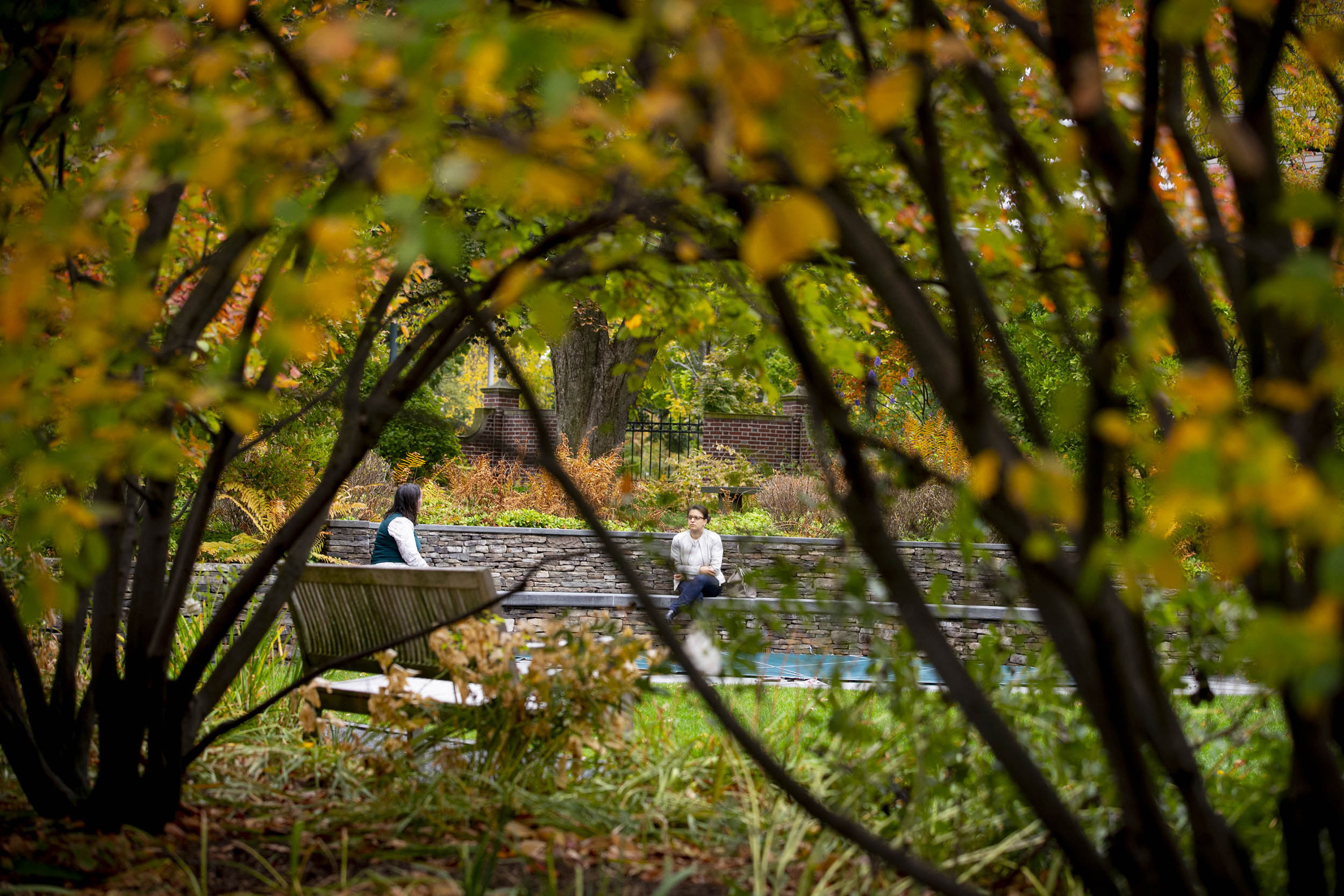 Sunken Garden in Radcliffe Yard.