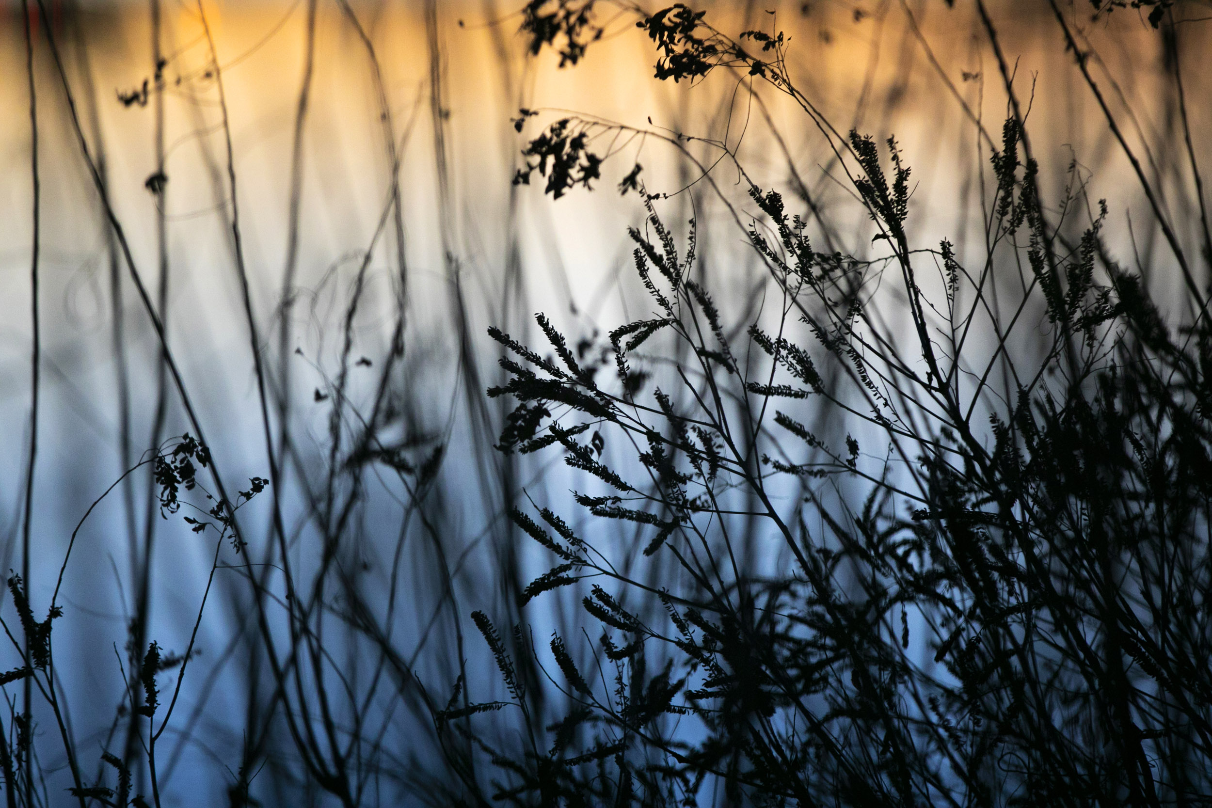 Evening view along the Charles River.