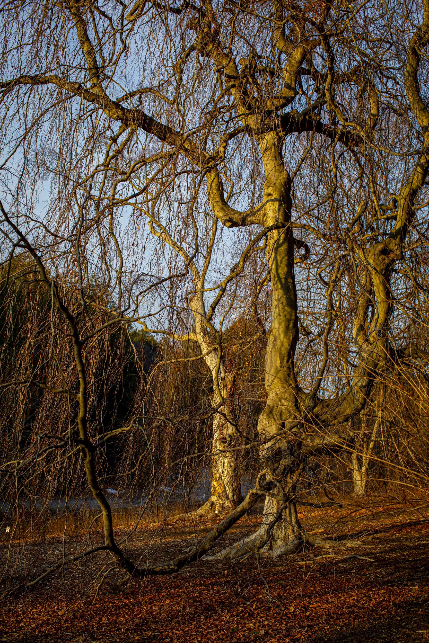 The Beech Tree collection on Beech Path in the Arnold Arboretum.