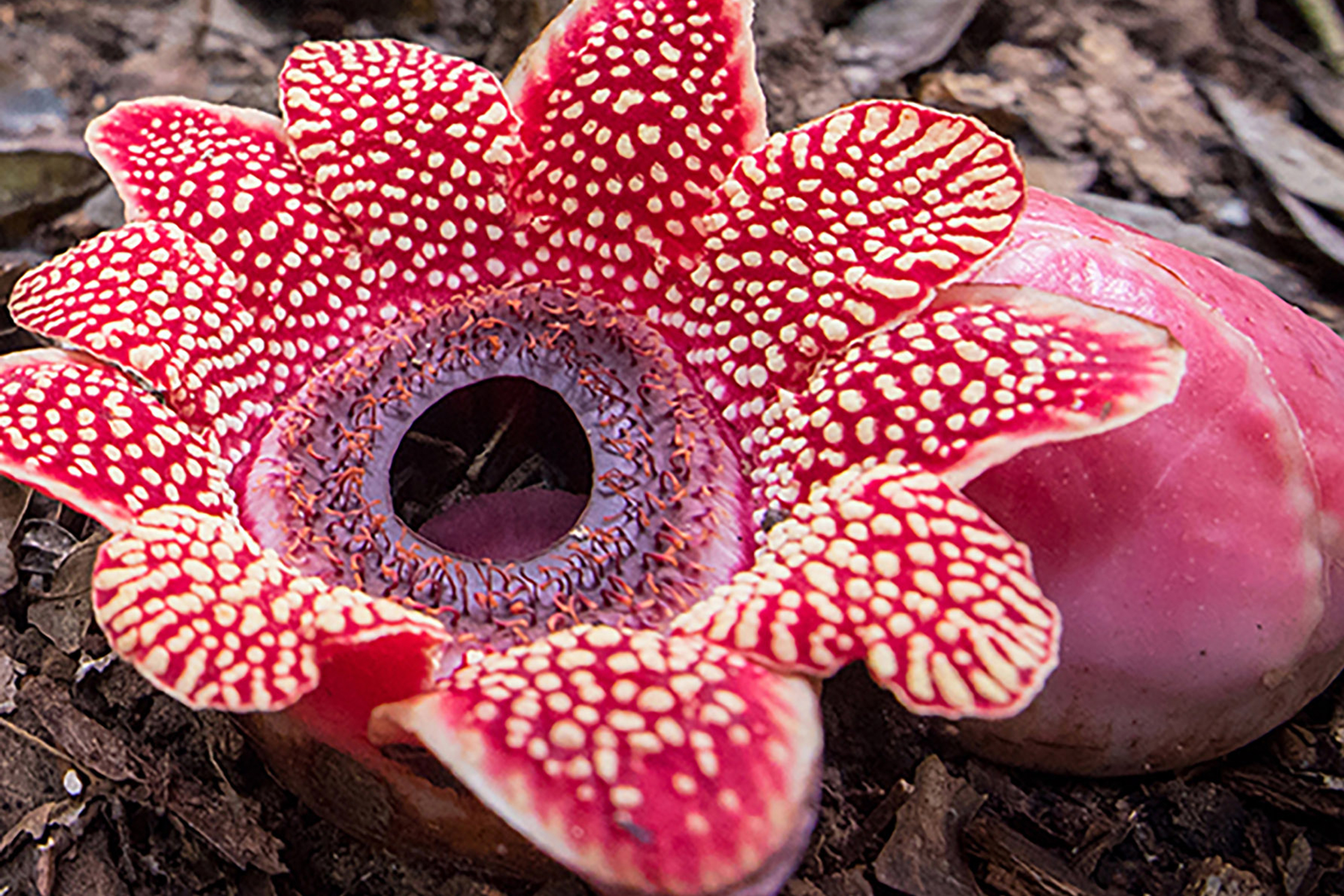 Sapria himalayana flower.