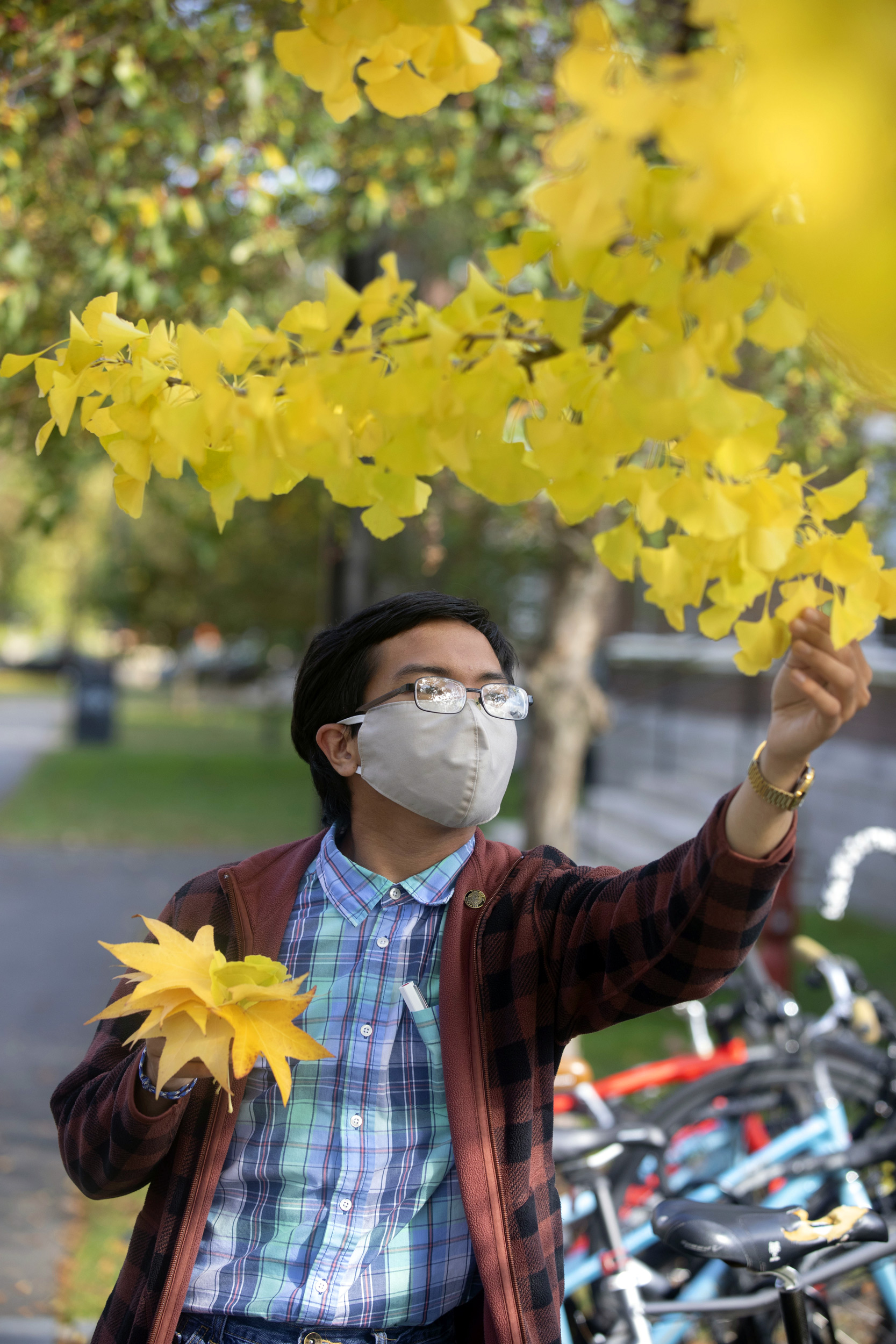 Jerome Deal Rosa Lara, '23 collects leaves for friends at the Radcliffe Quadrangle.