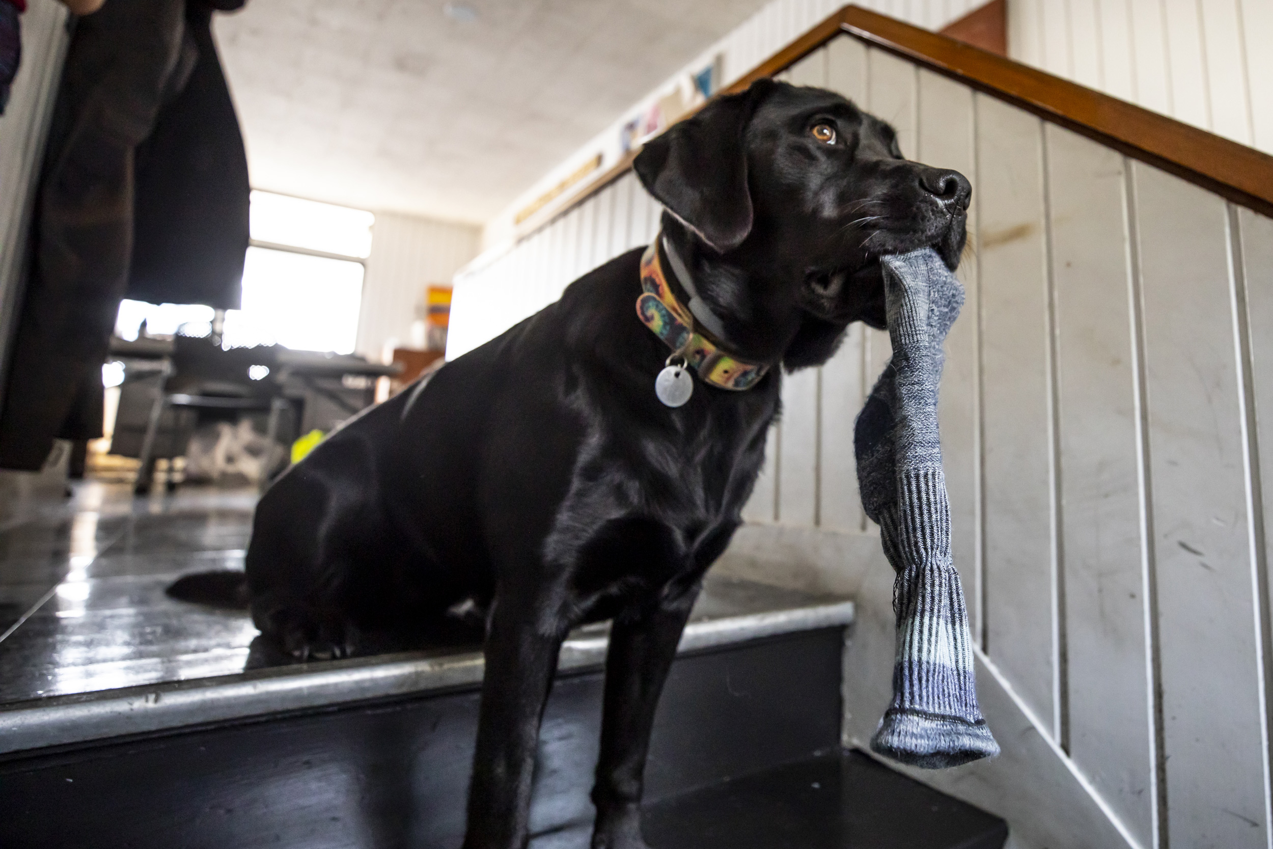 Coach O’Connor’s dog, Ruby, is the Crimson’s mascot.