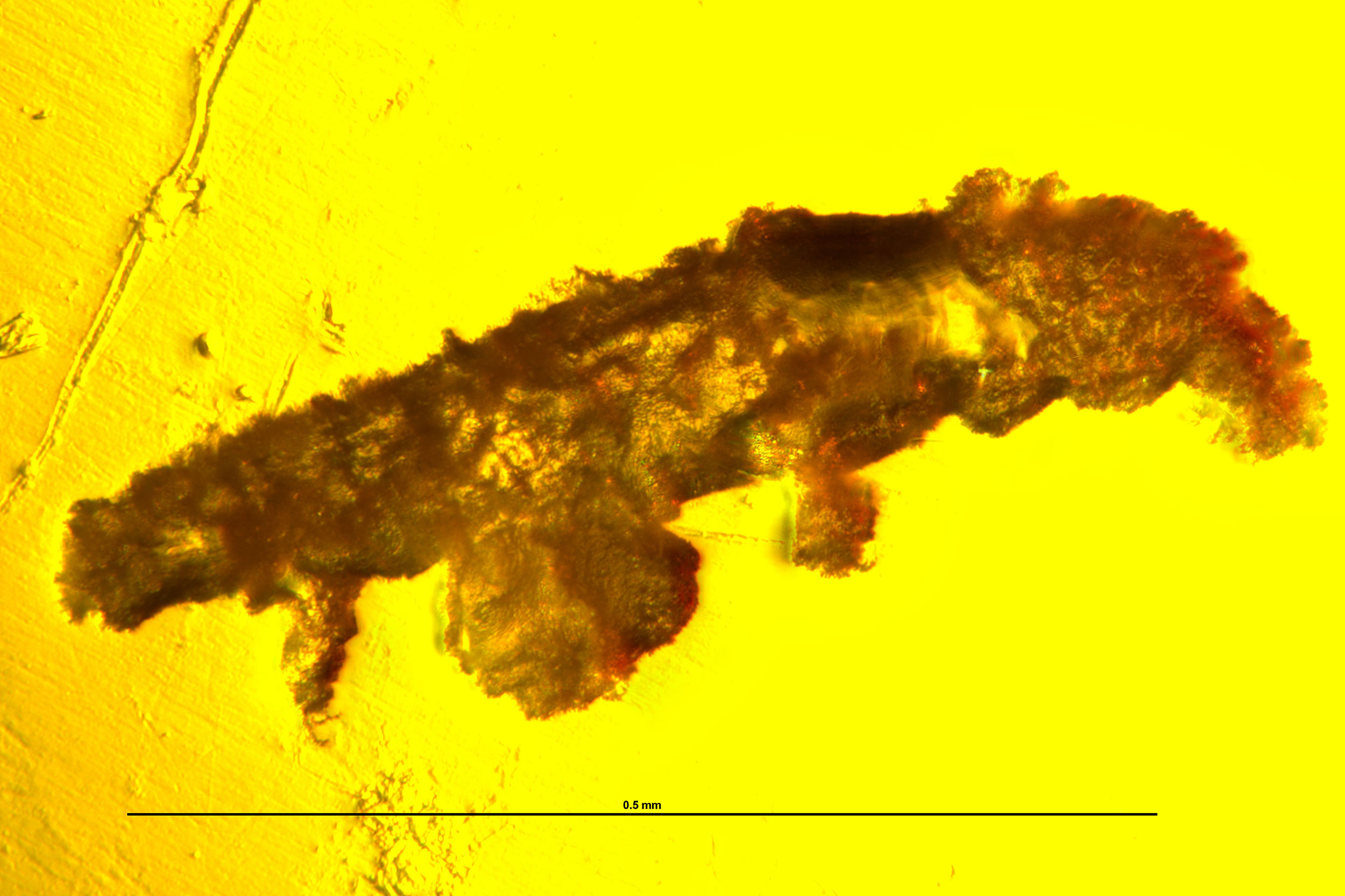 Enlarged Paradoryphoribius chronocaribbeus.