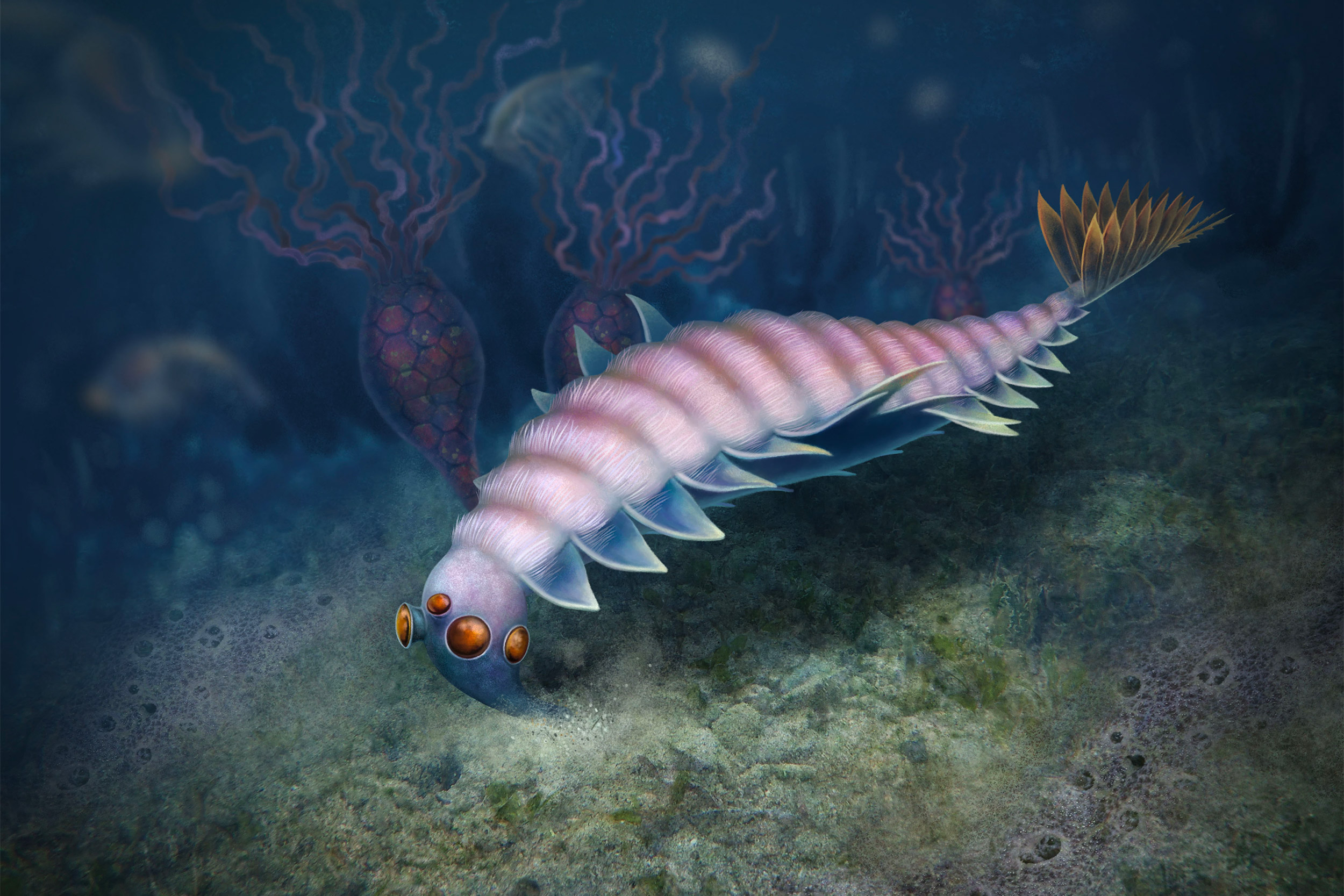 Artistic reconstruction of Utaurora comosa.