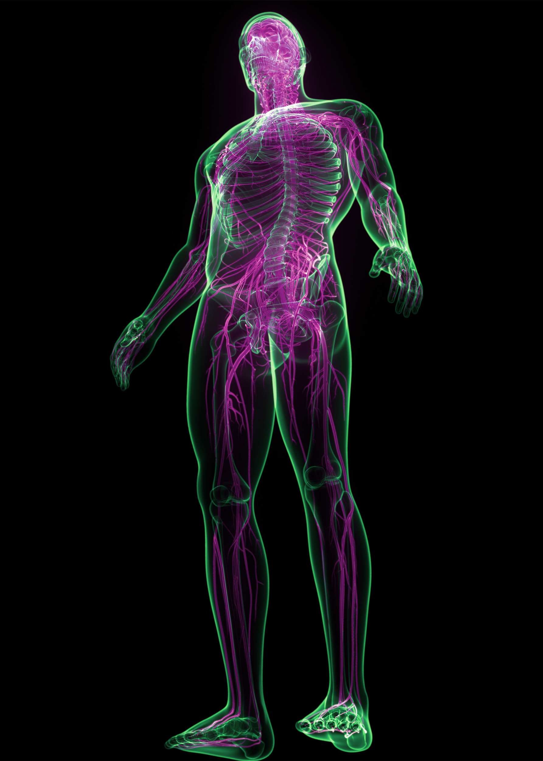 3D illustration of human nervous system.