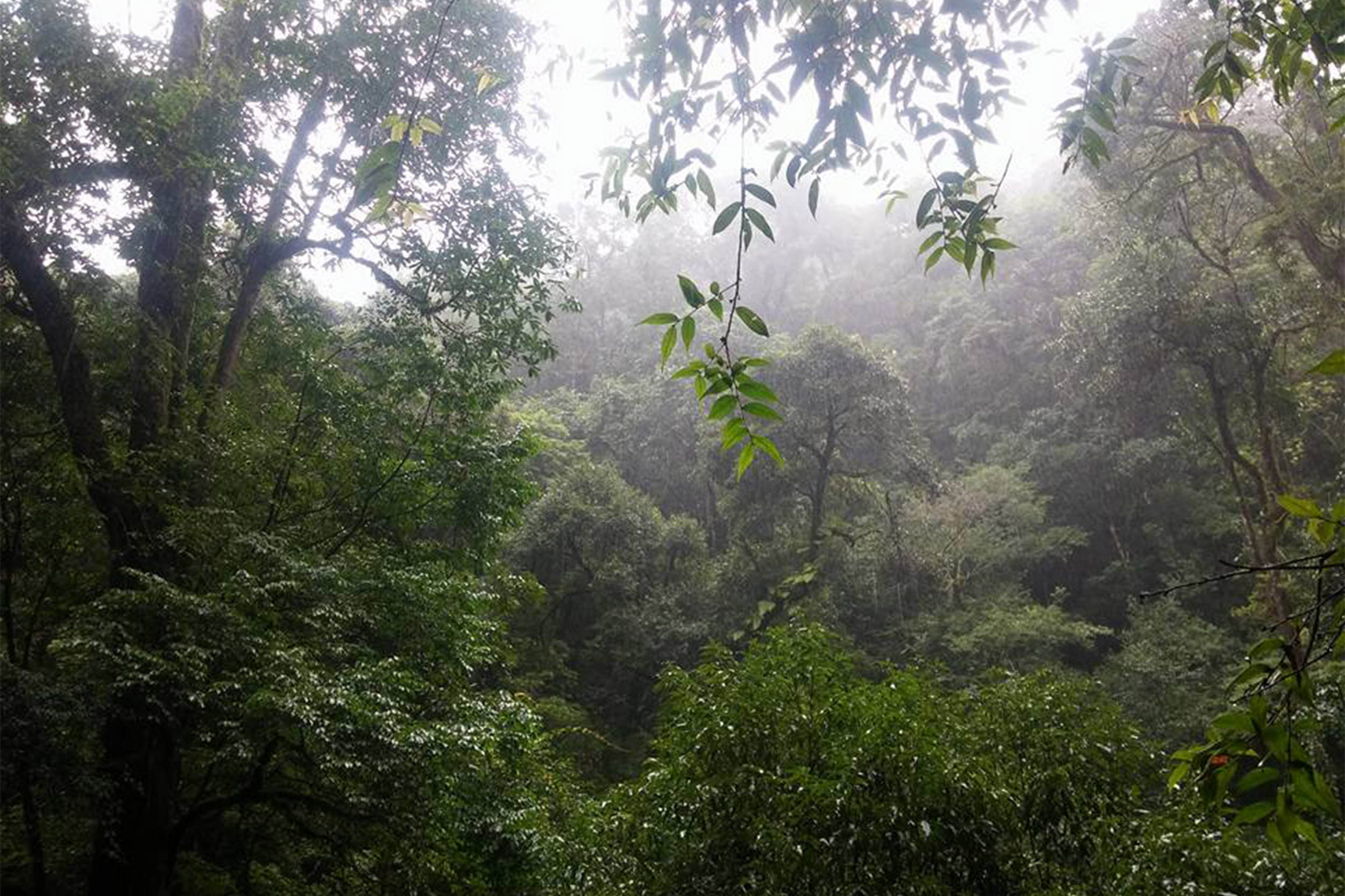 Ailaoshan National Nature Reserve in Yunnan, China.