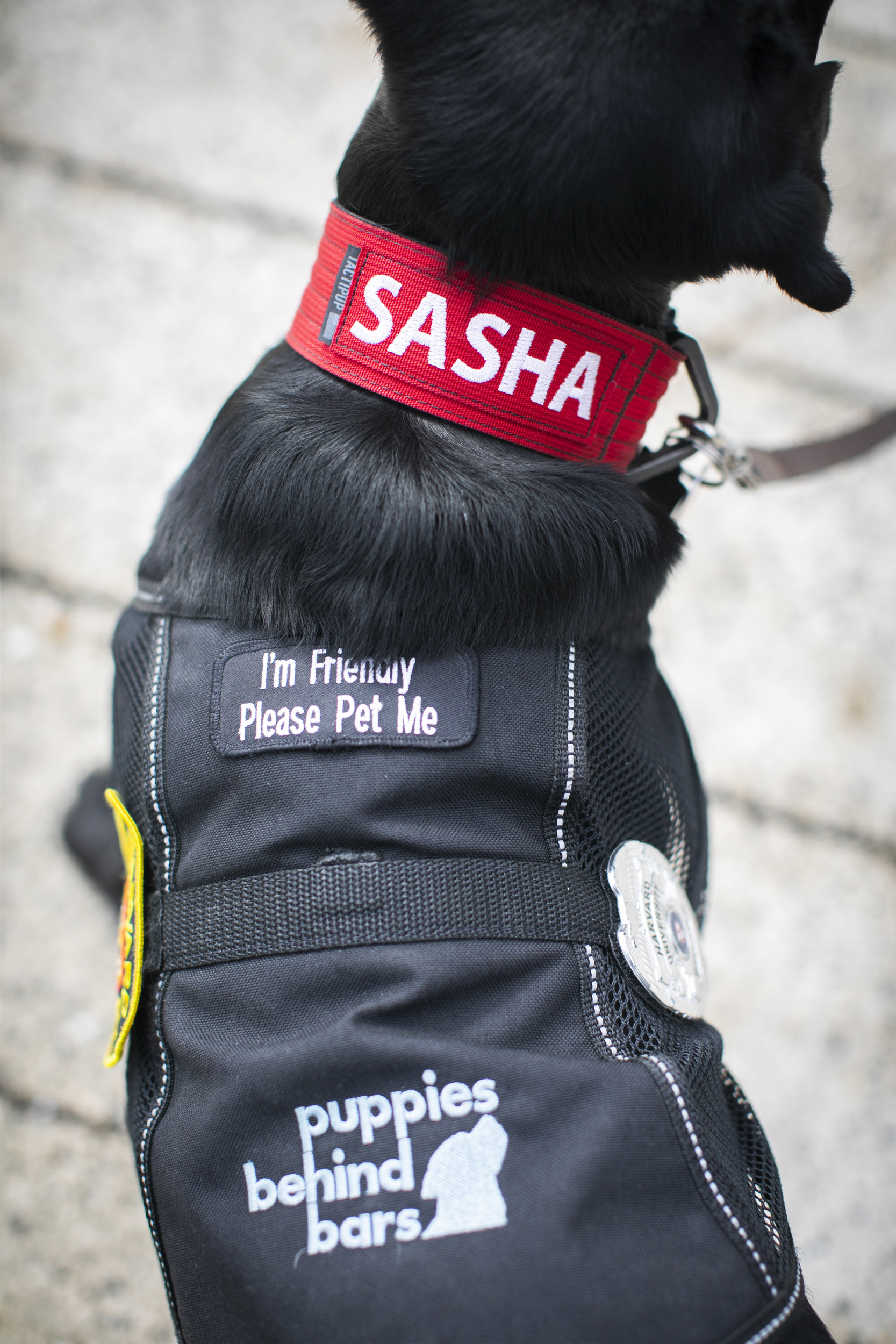 Close-up of Sasha's nametag.