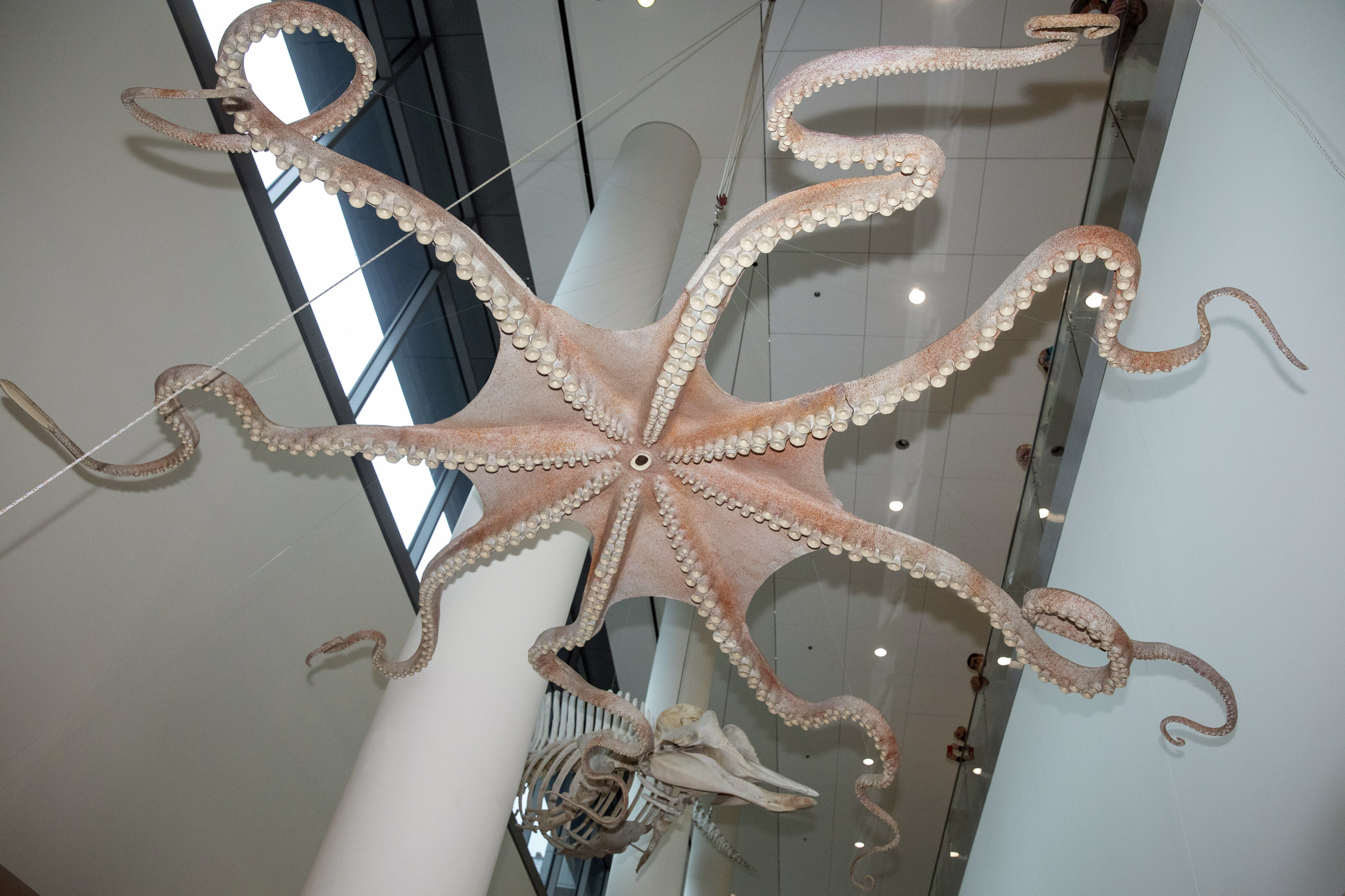 Giant Pacific octopus hanging from celing.