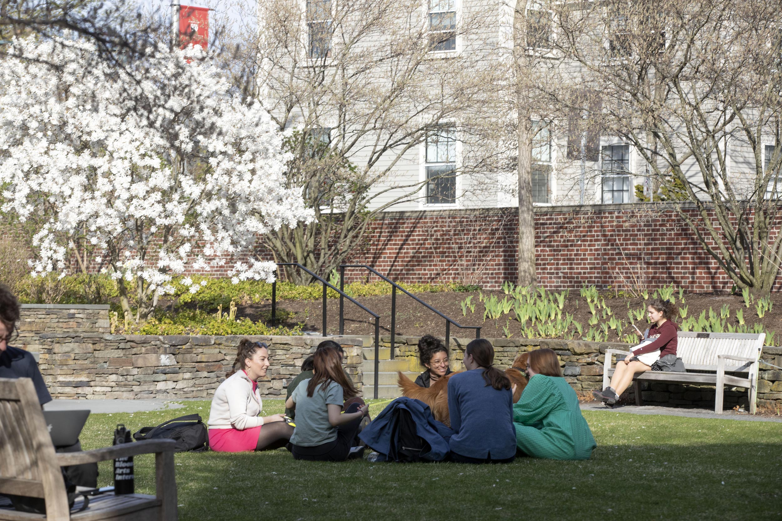 Students study in the sunken garden in Radcliffe Yard.