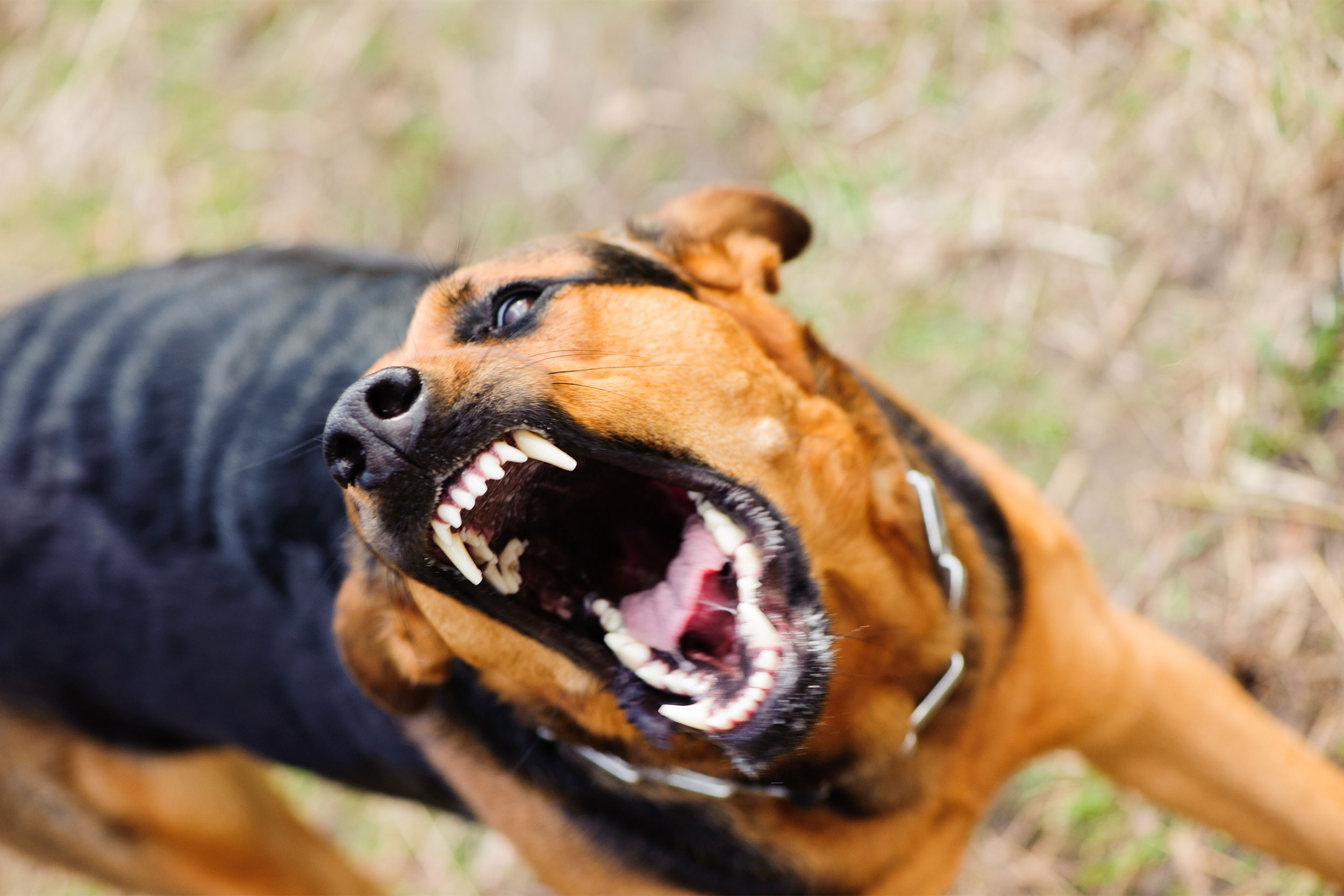 Angry dog with bared teeth.