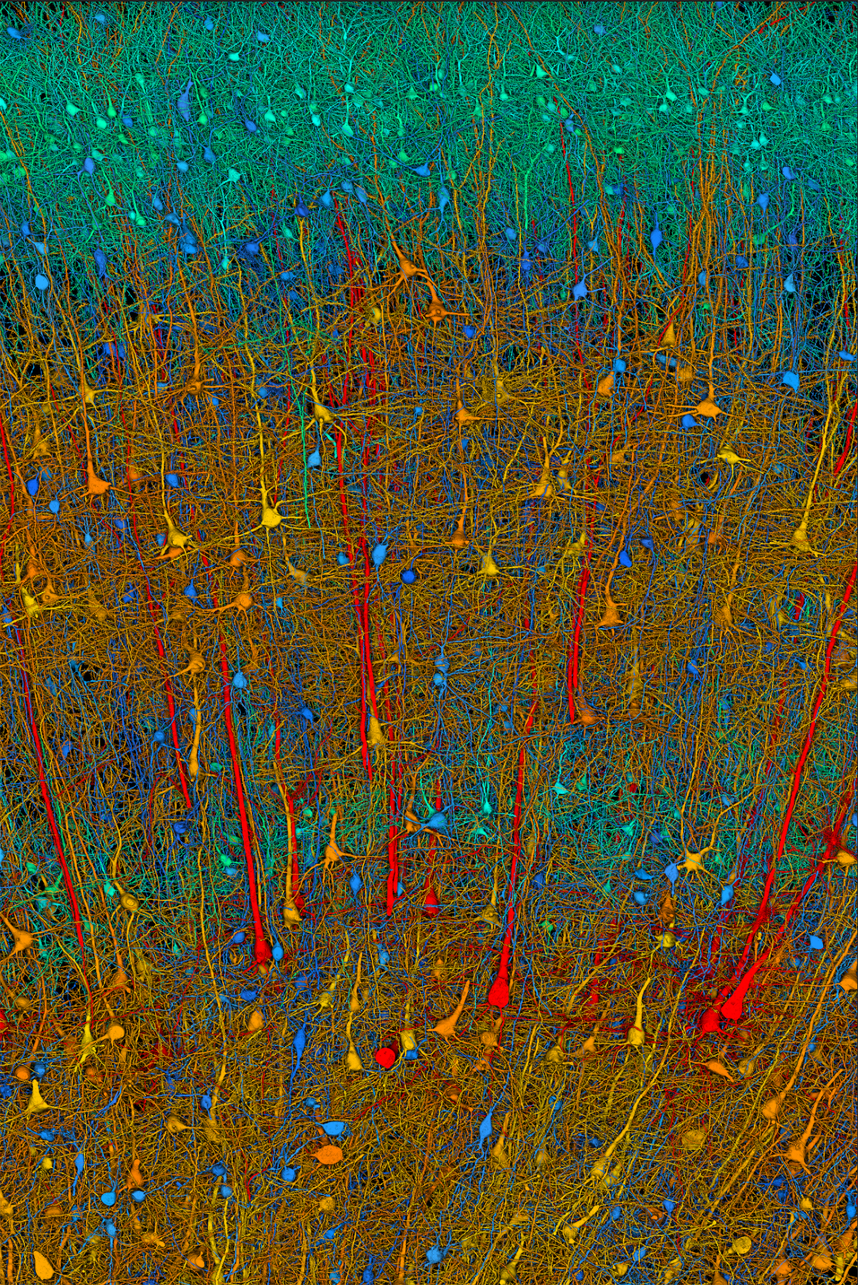 Microscopic image of brain with color-coded cells.